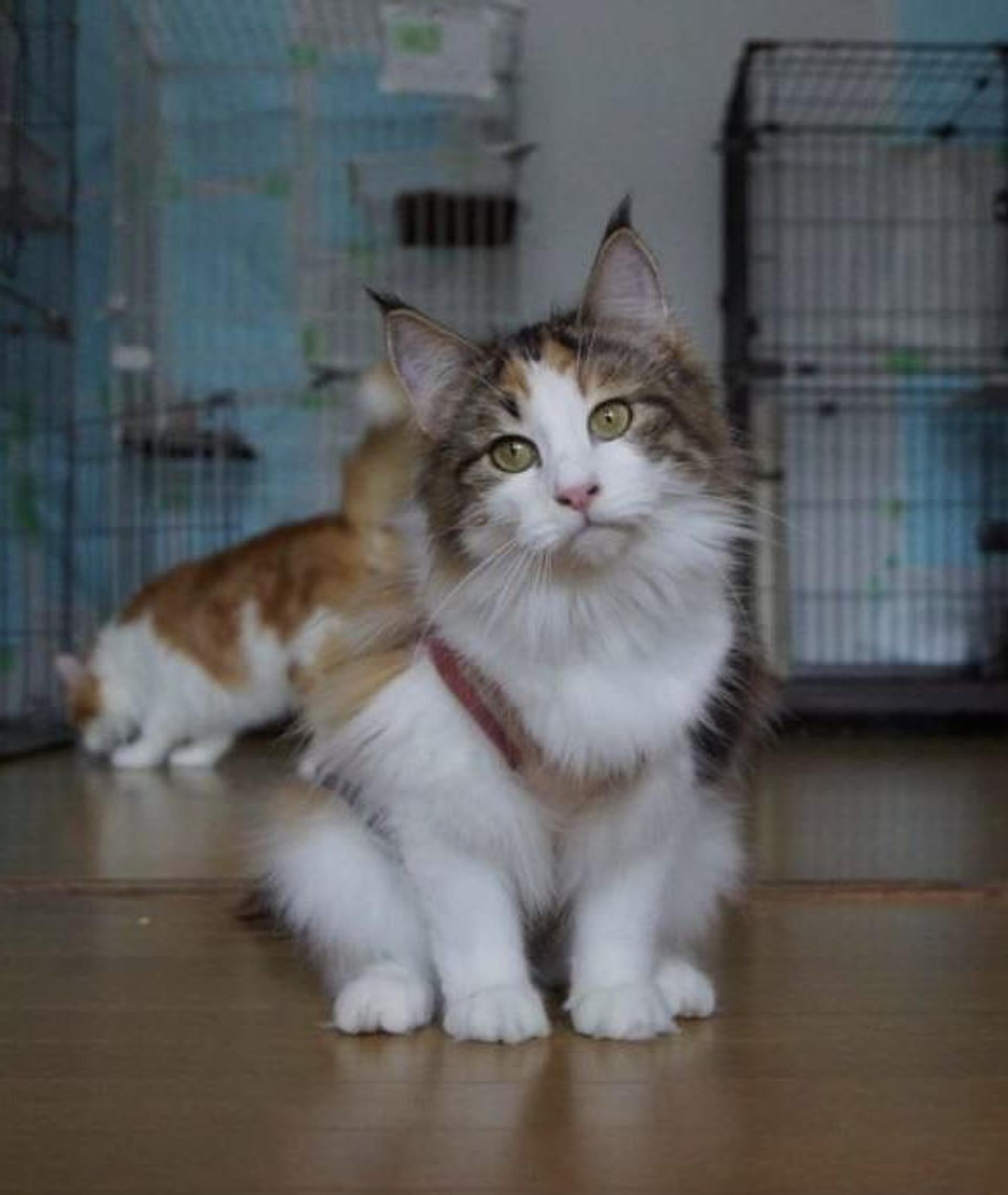 pet-image-6