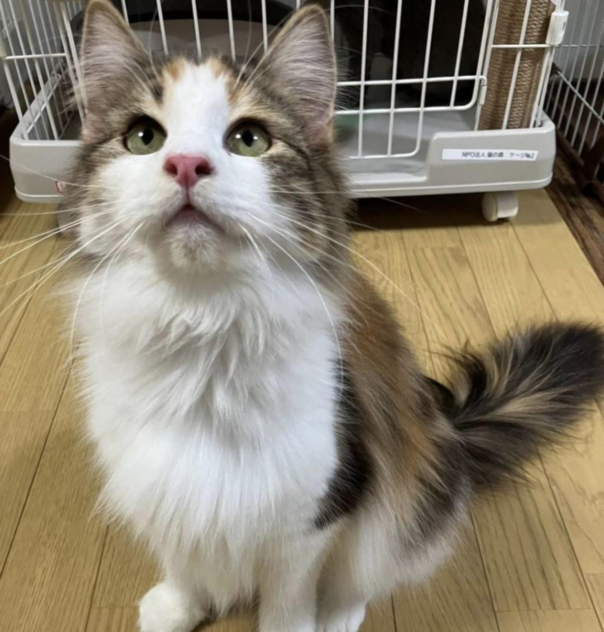 pet-image-8
