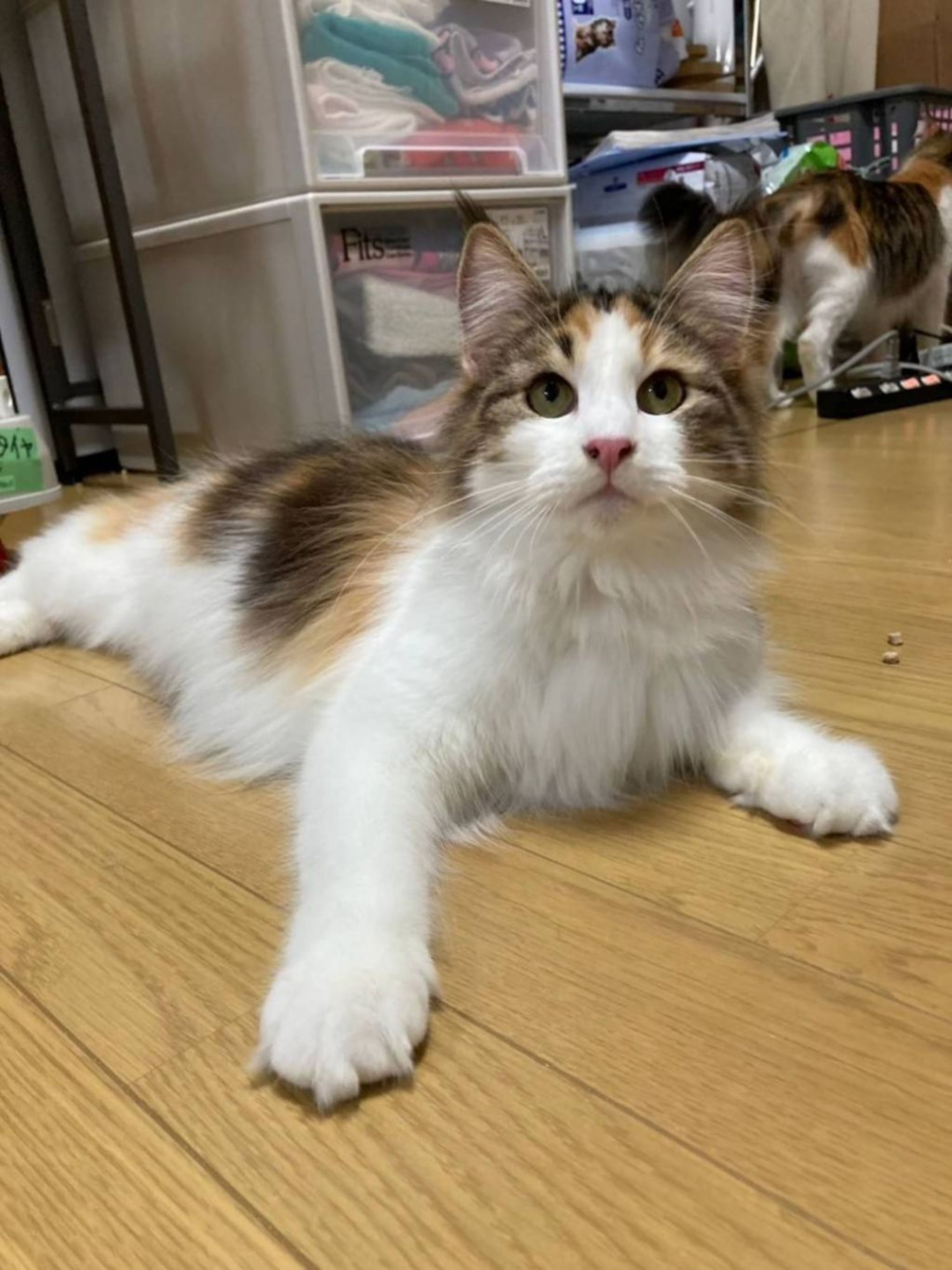 pet-image-9