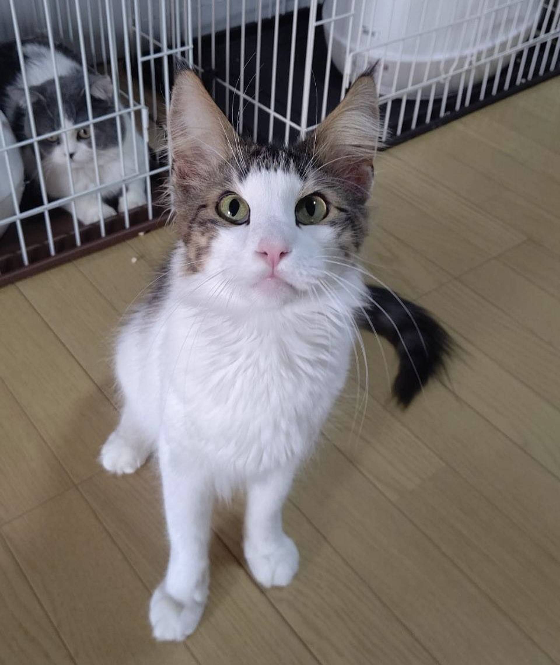 ノルウェージャンフォレストキャット・オスの里親募集の写真