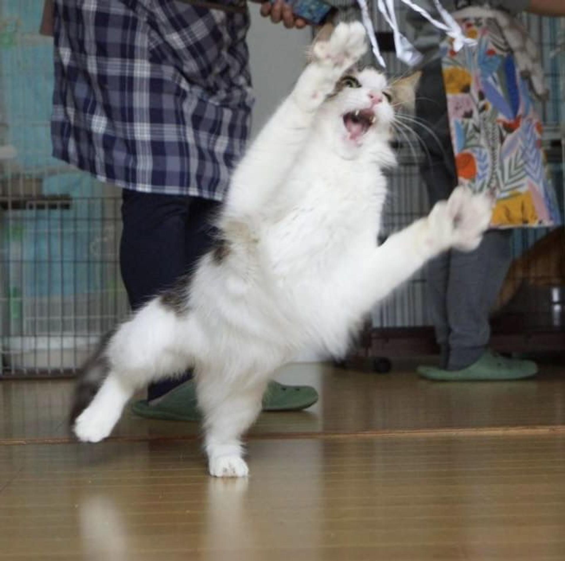 pet-image-5
