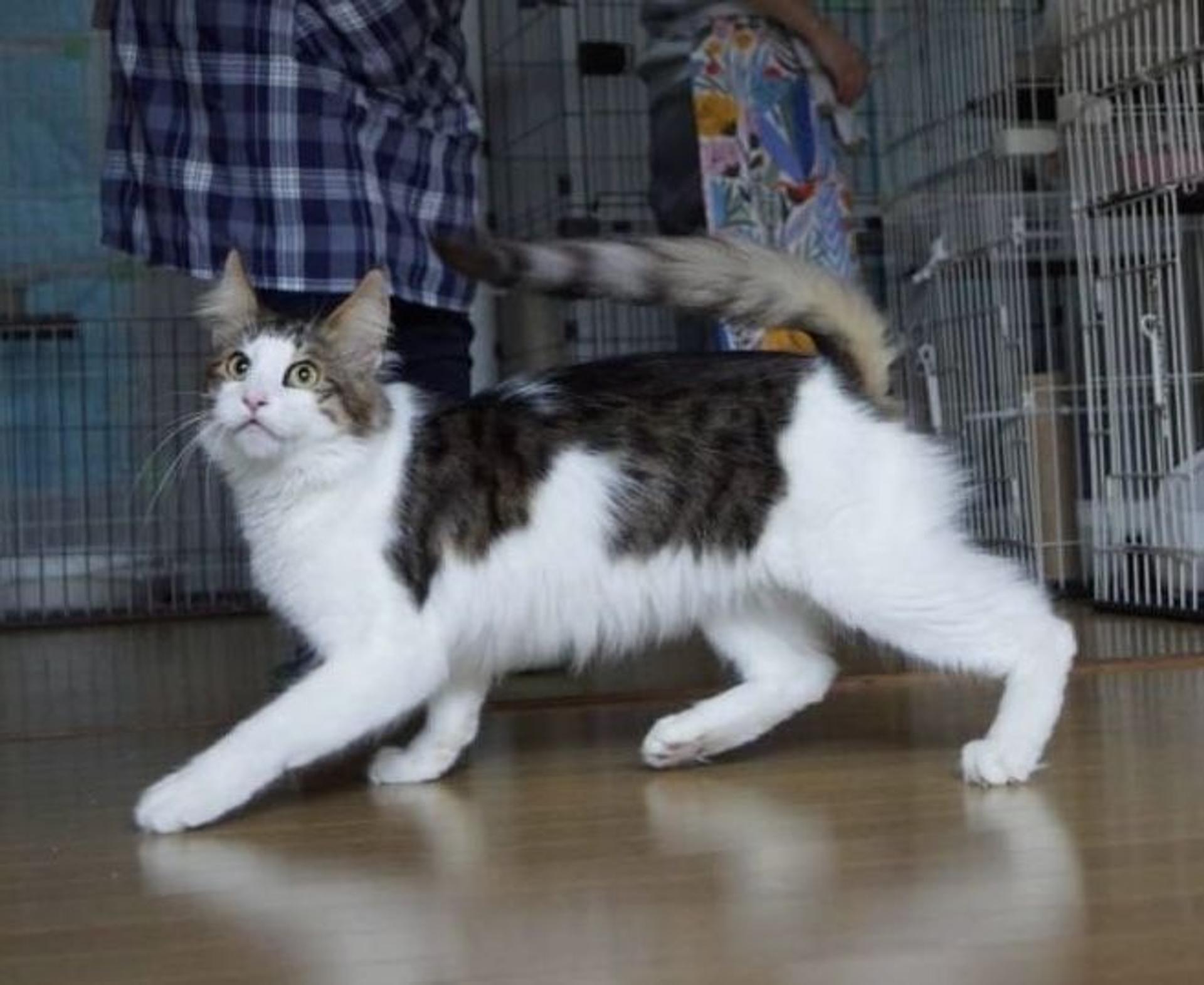 pet-image-6