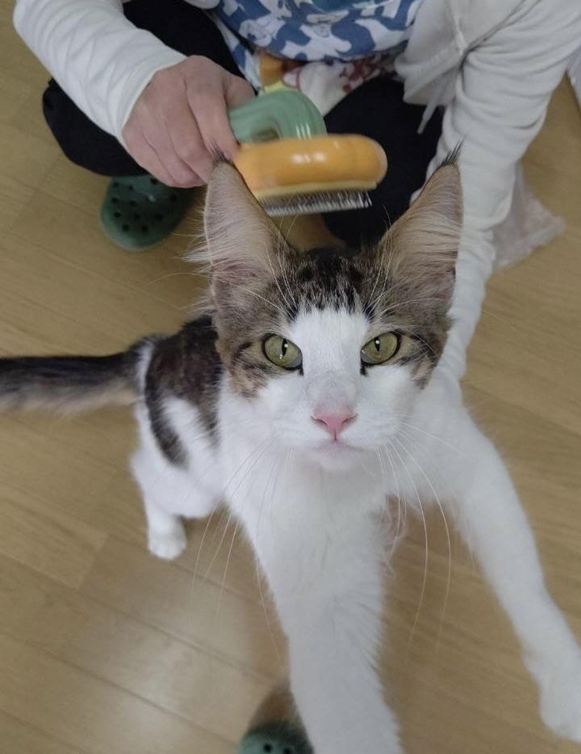 pet-image-8