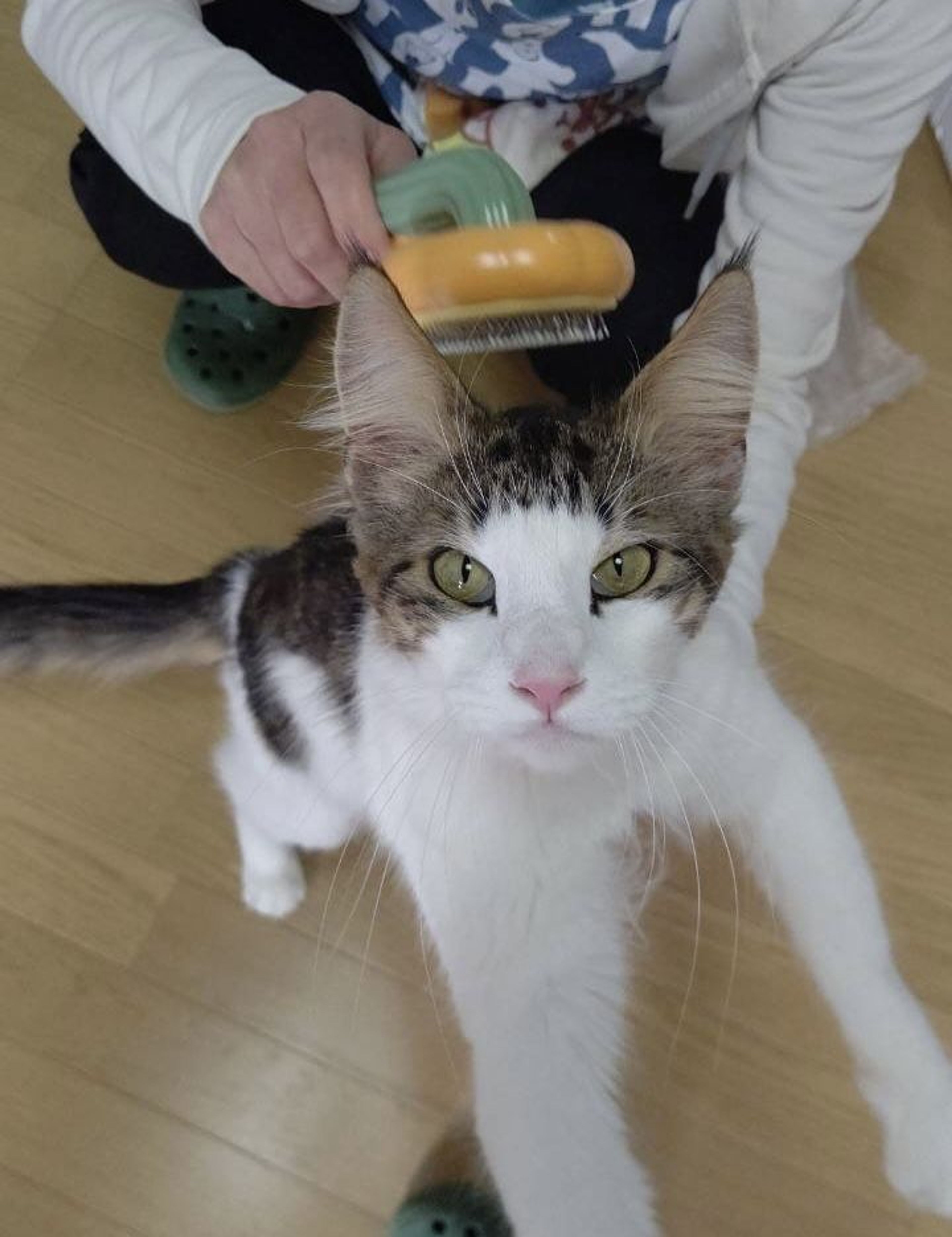 pet-image-8