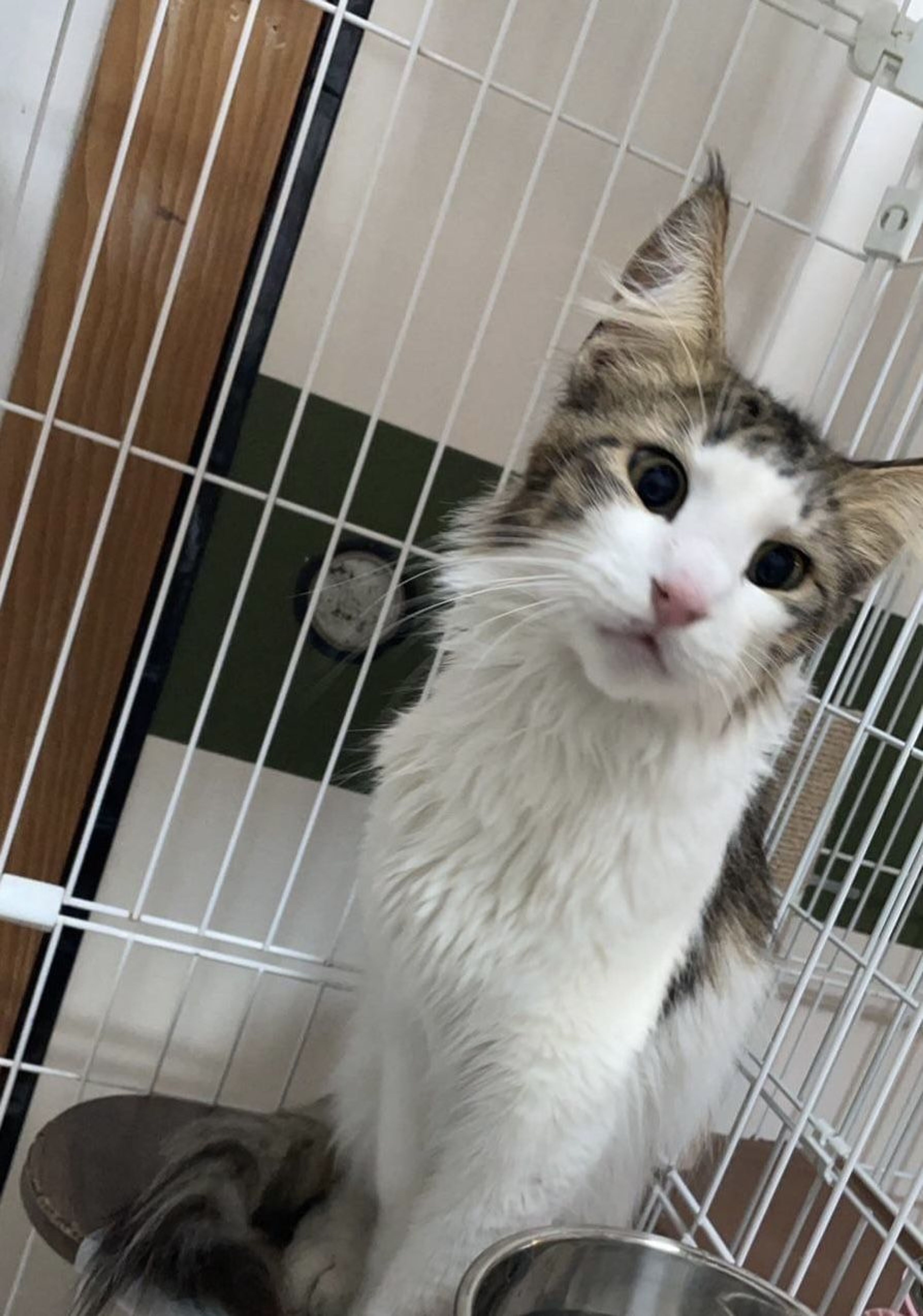 pet-image-9