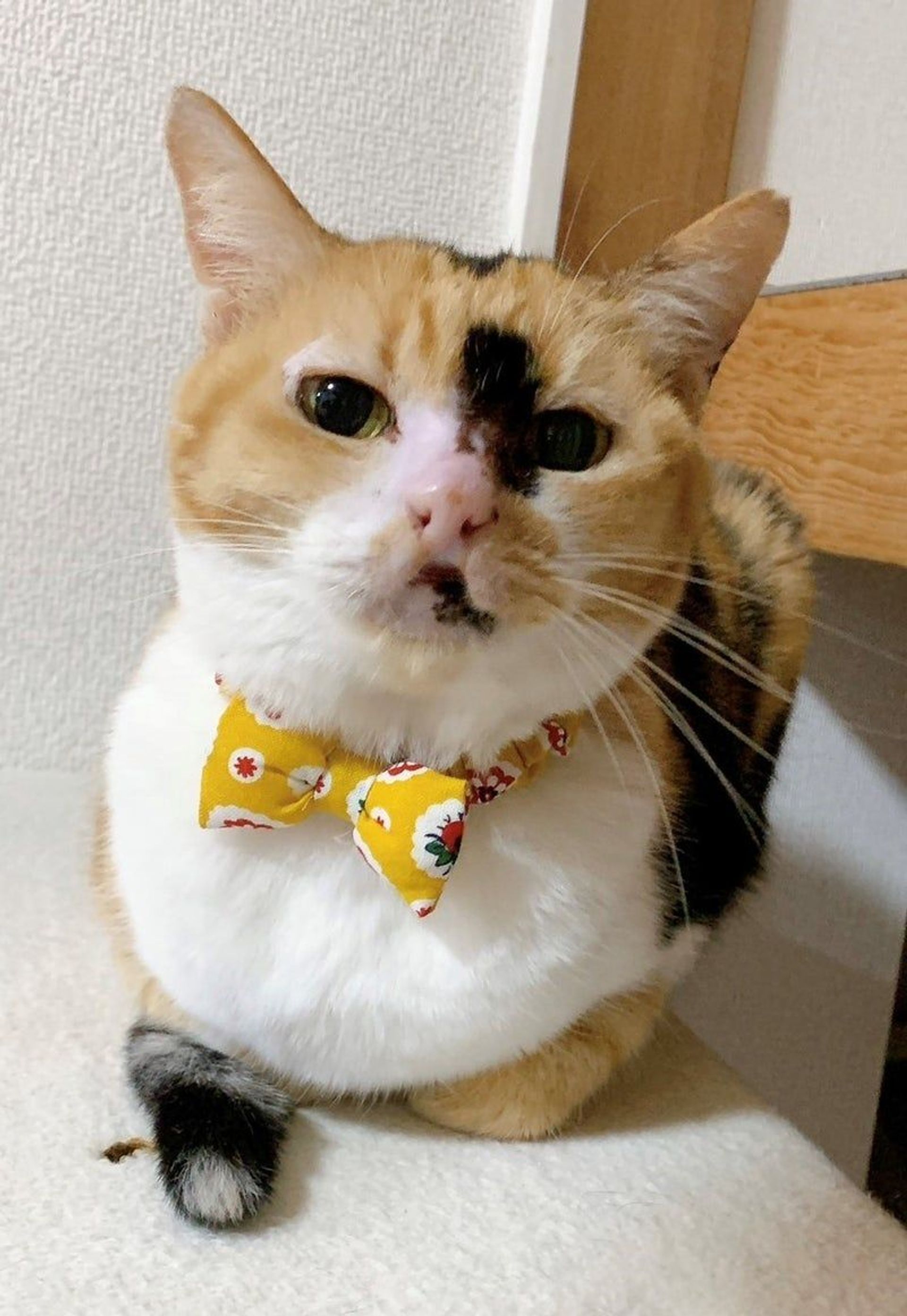 日本猫・メスの里親募集の写真