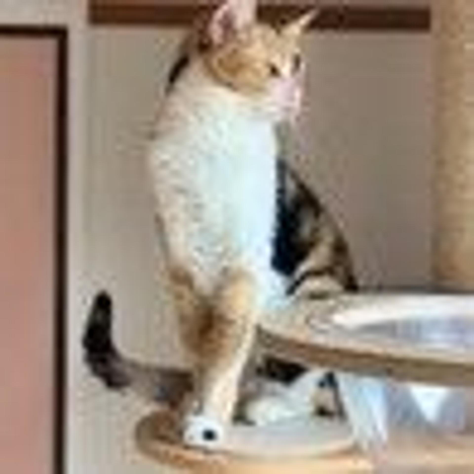 pet-image-2