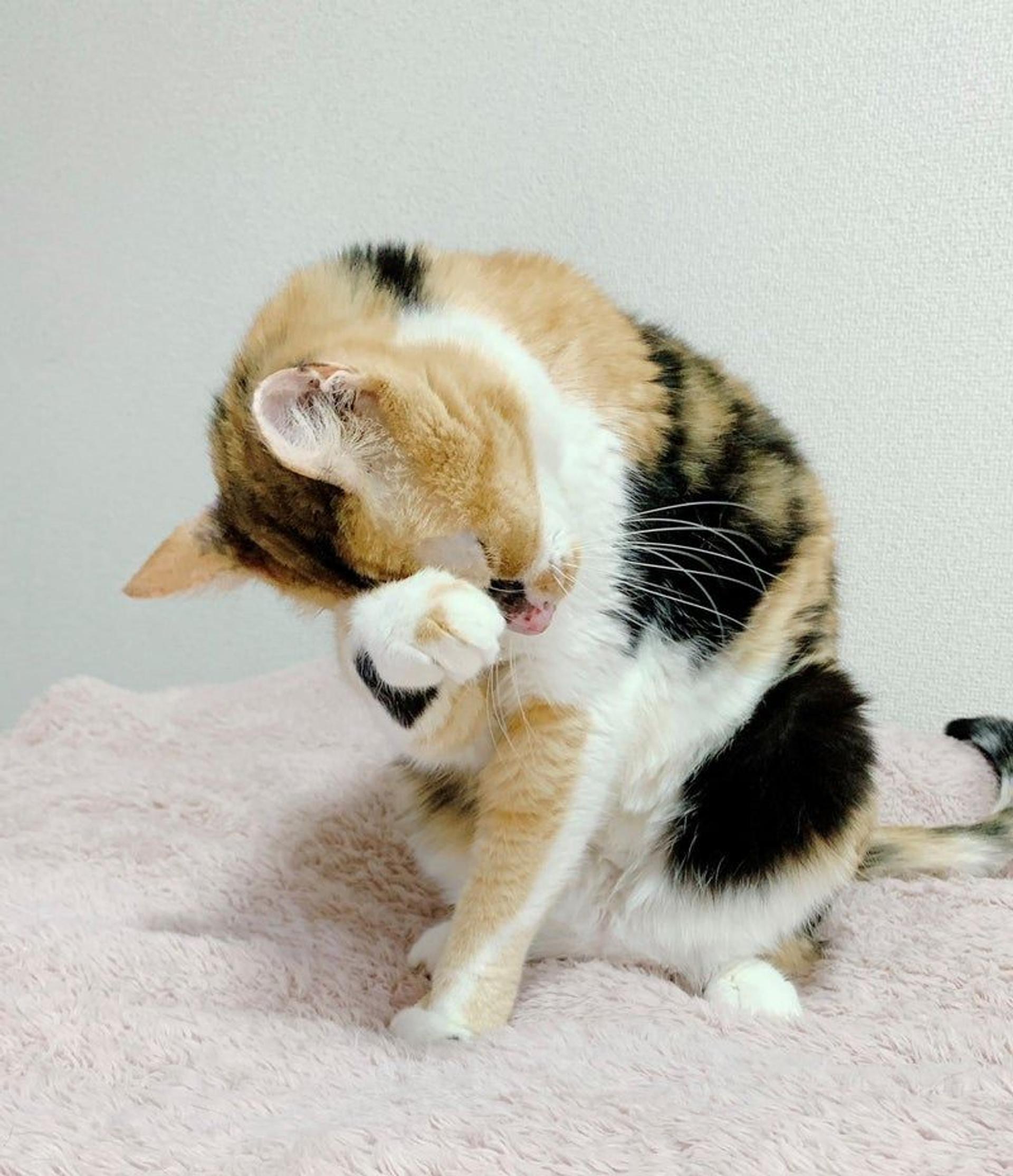 pet-image-3