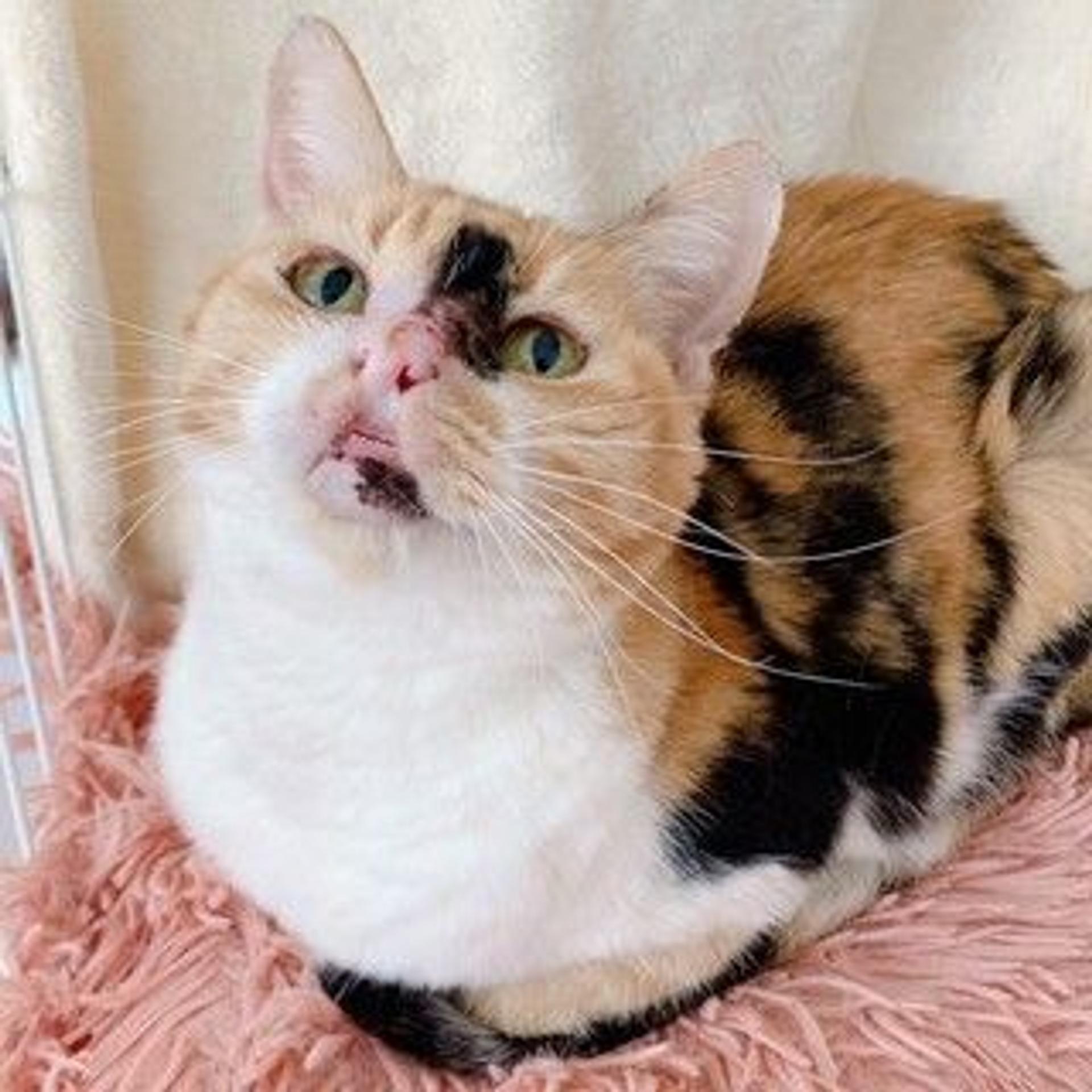 pet-image-4