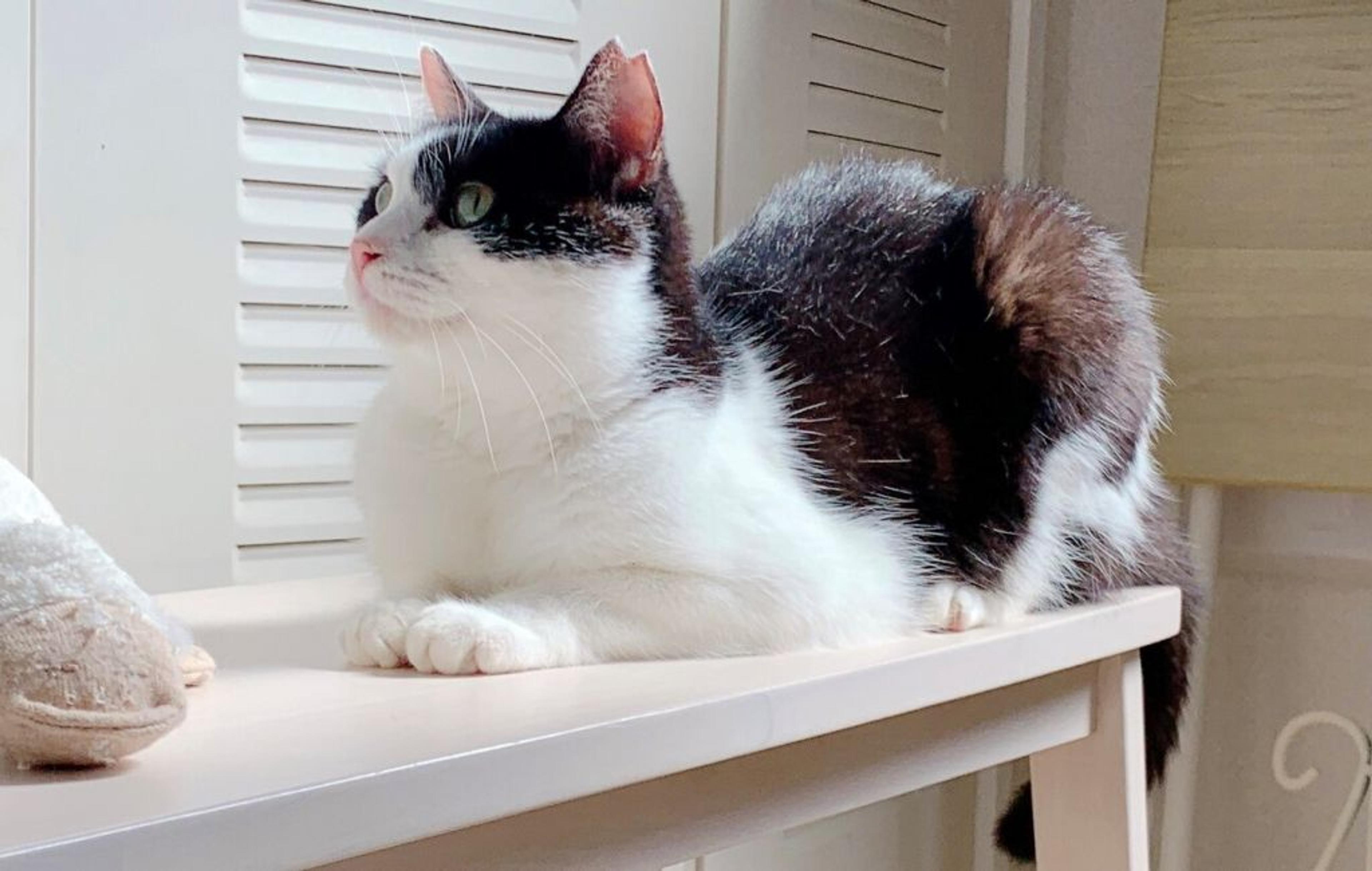 pet-image-4