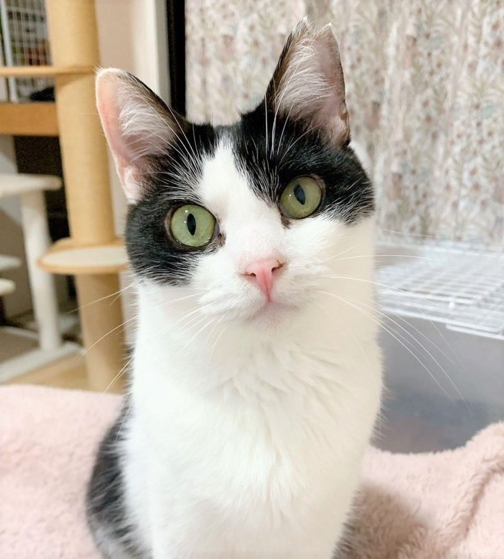 雑種（ミックス猫）・オスの里親募集の写真