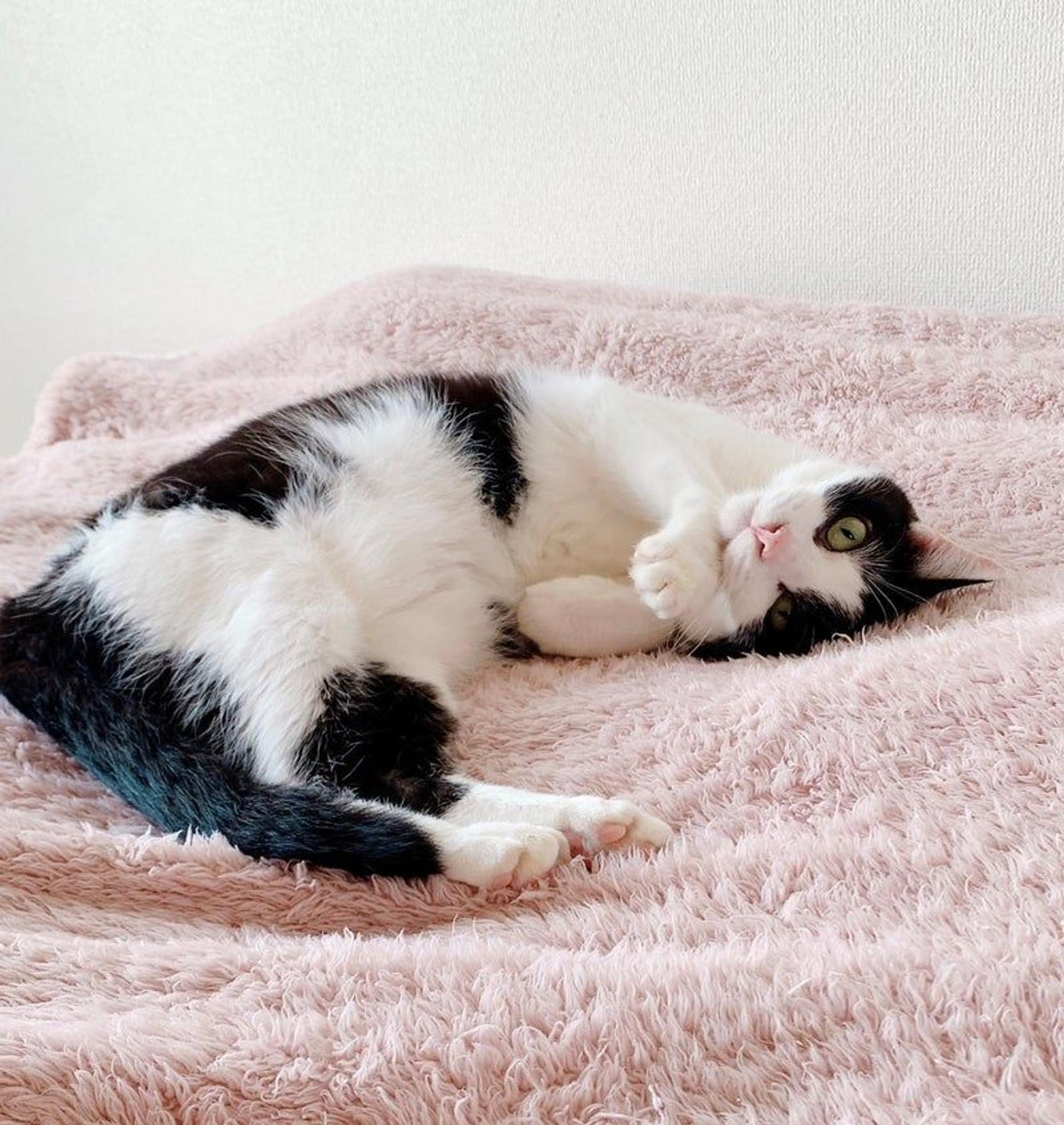 pet-image-3