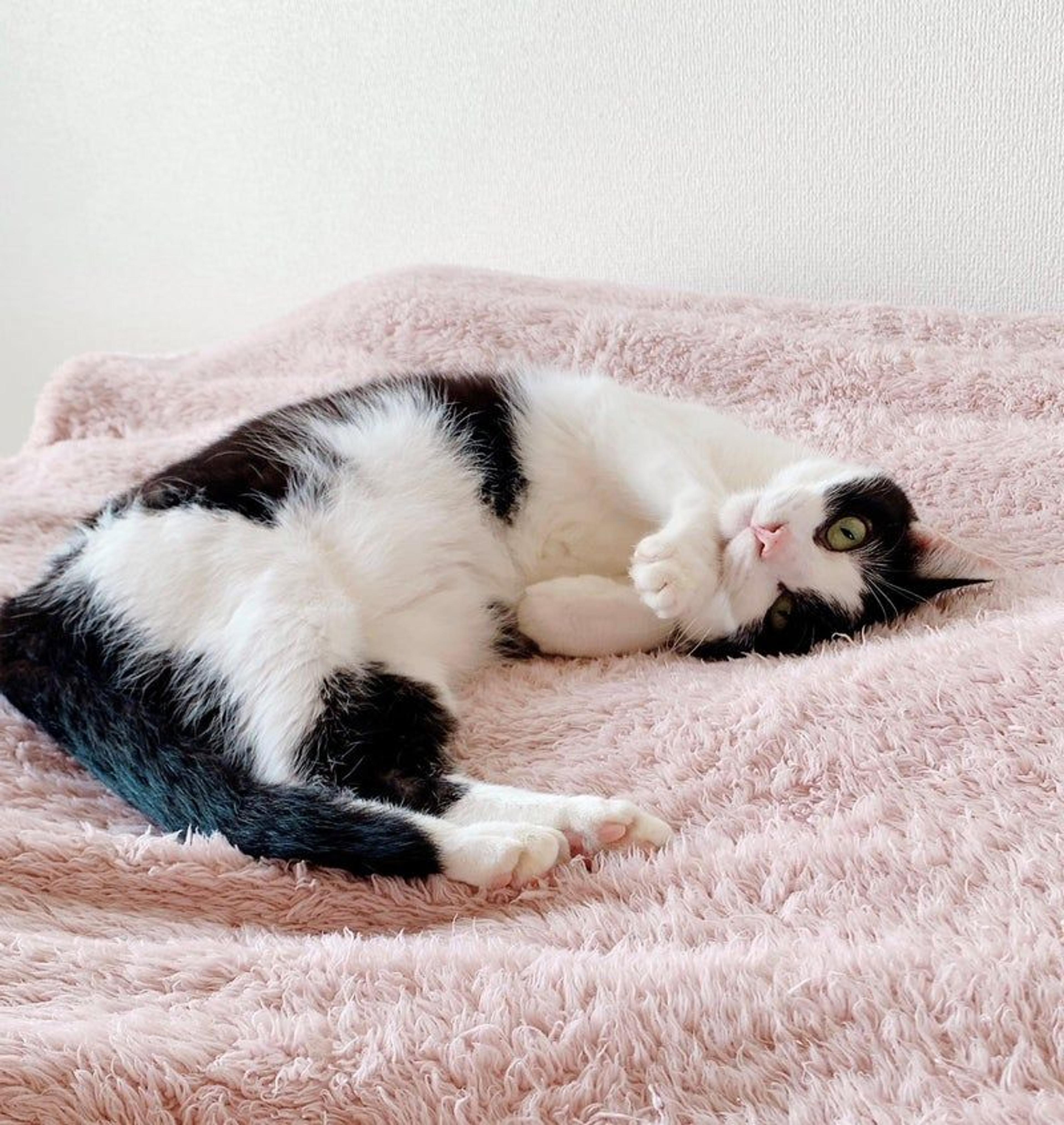 pet-image-3