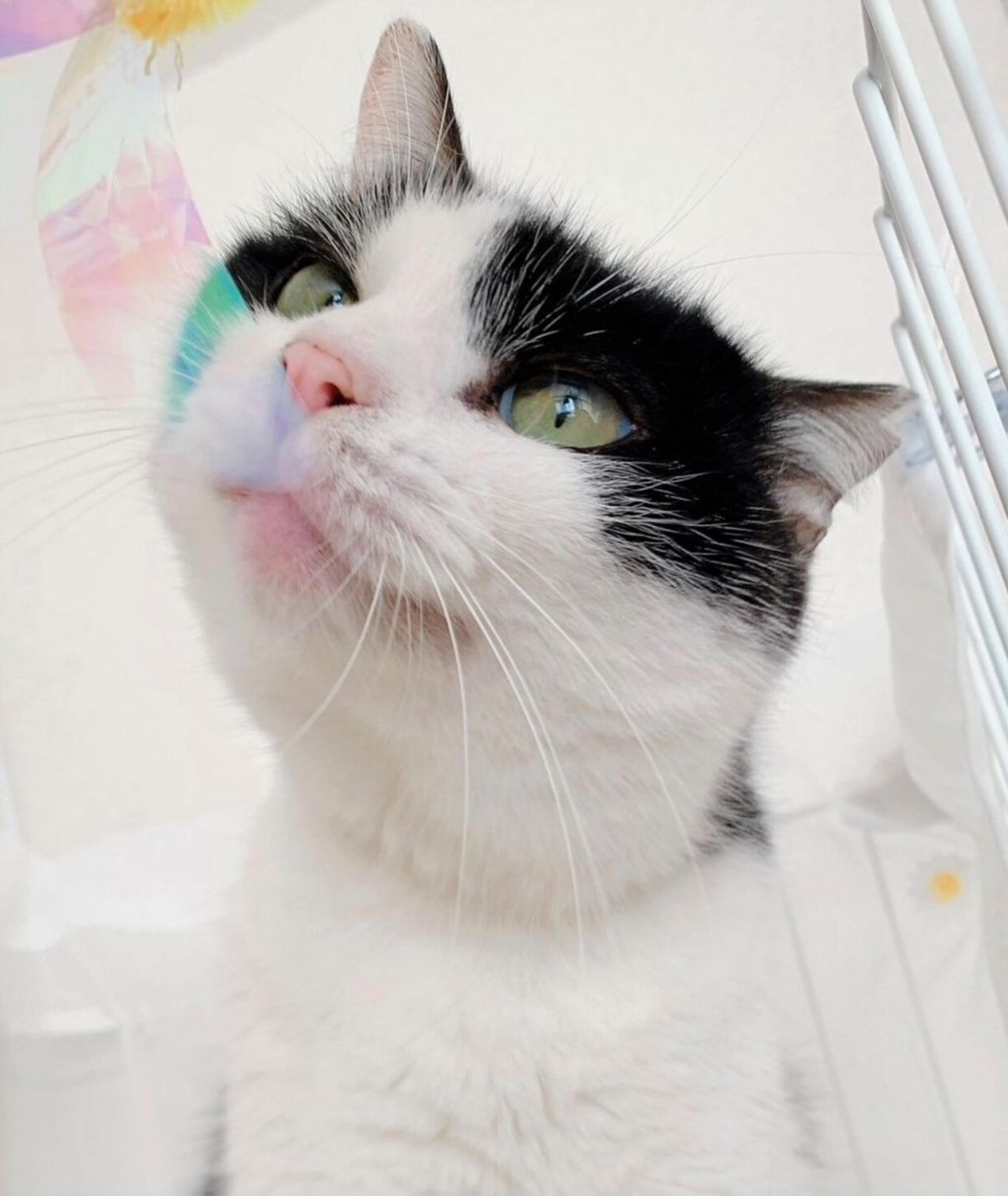 pet-image-5