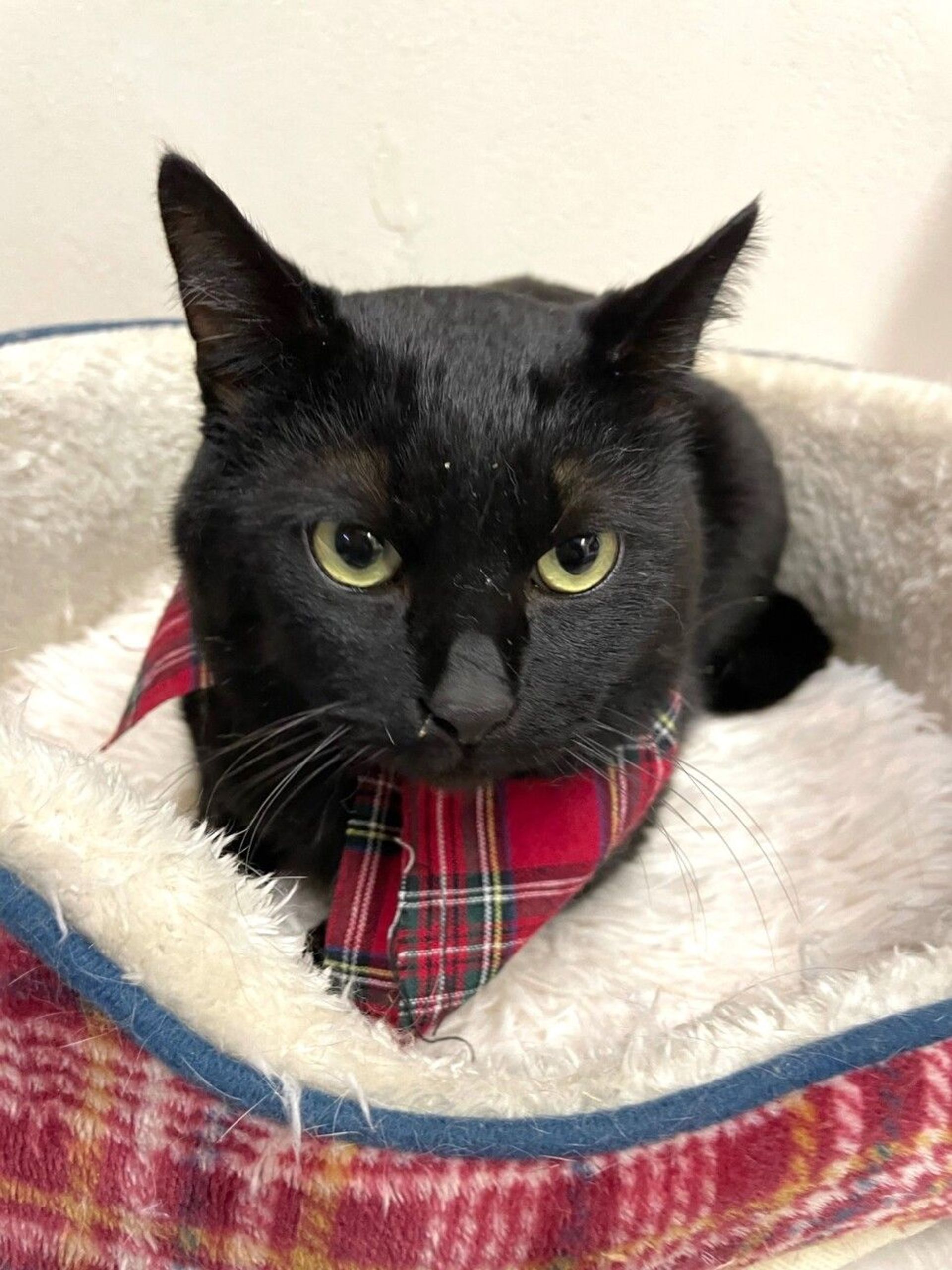 雑種（ミックス猫）・オスの里親募集の写真