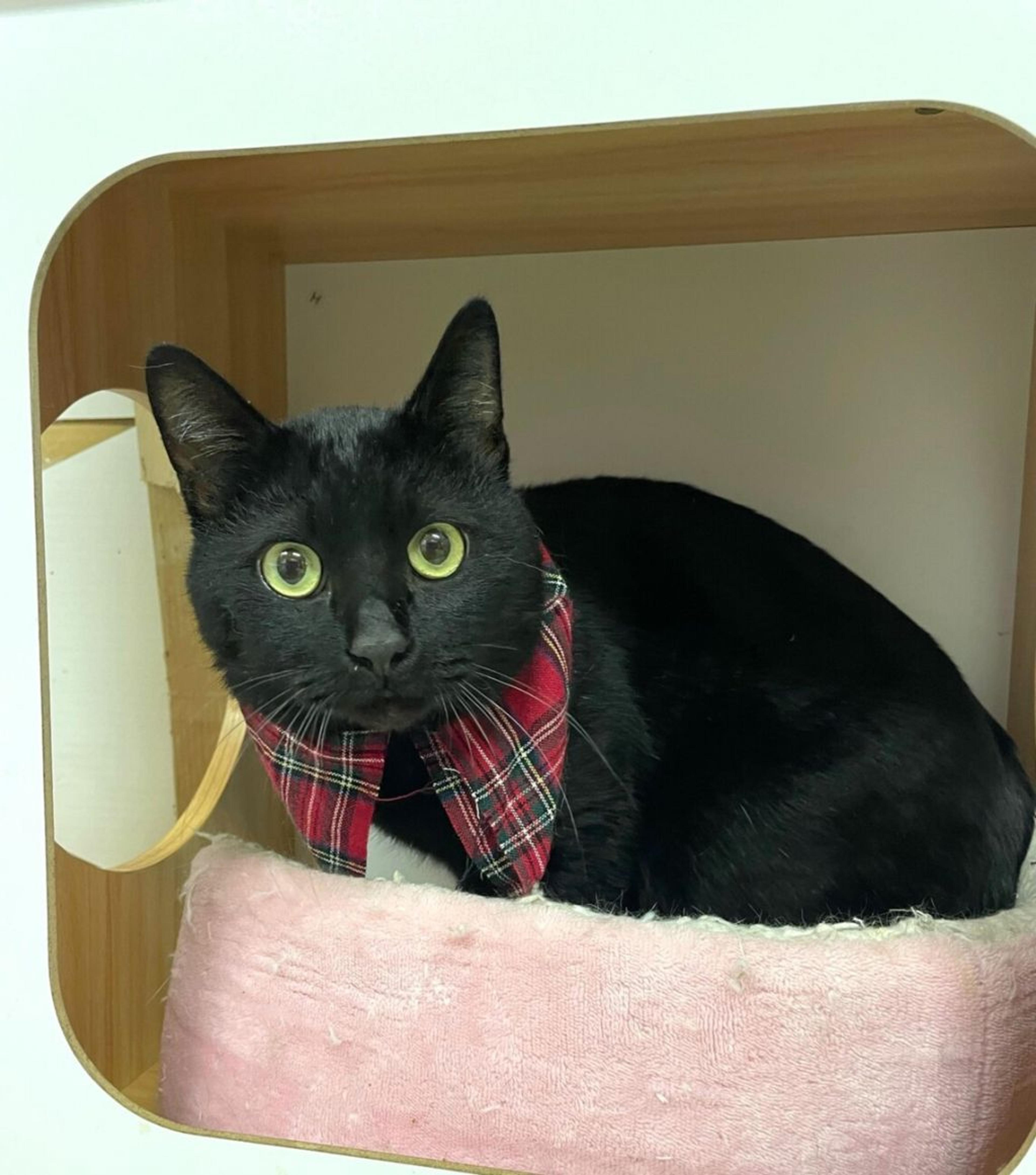 pet-image-3