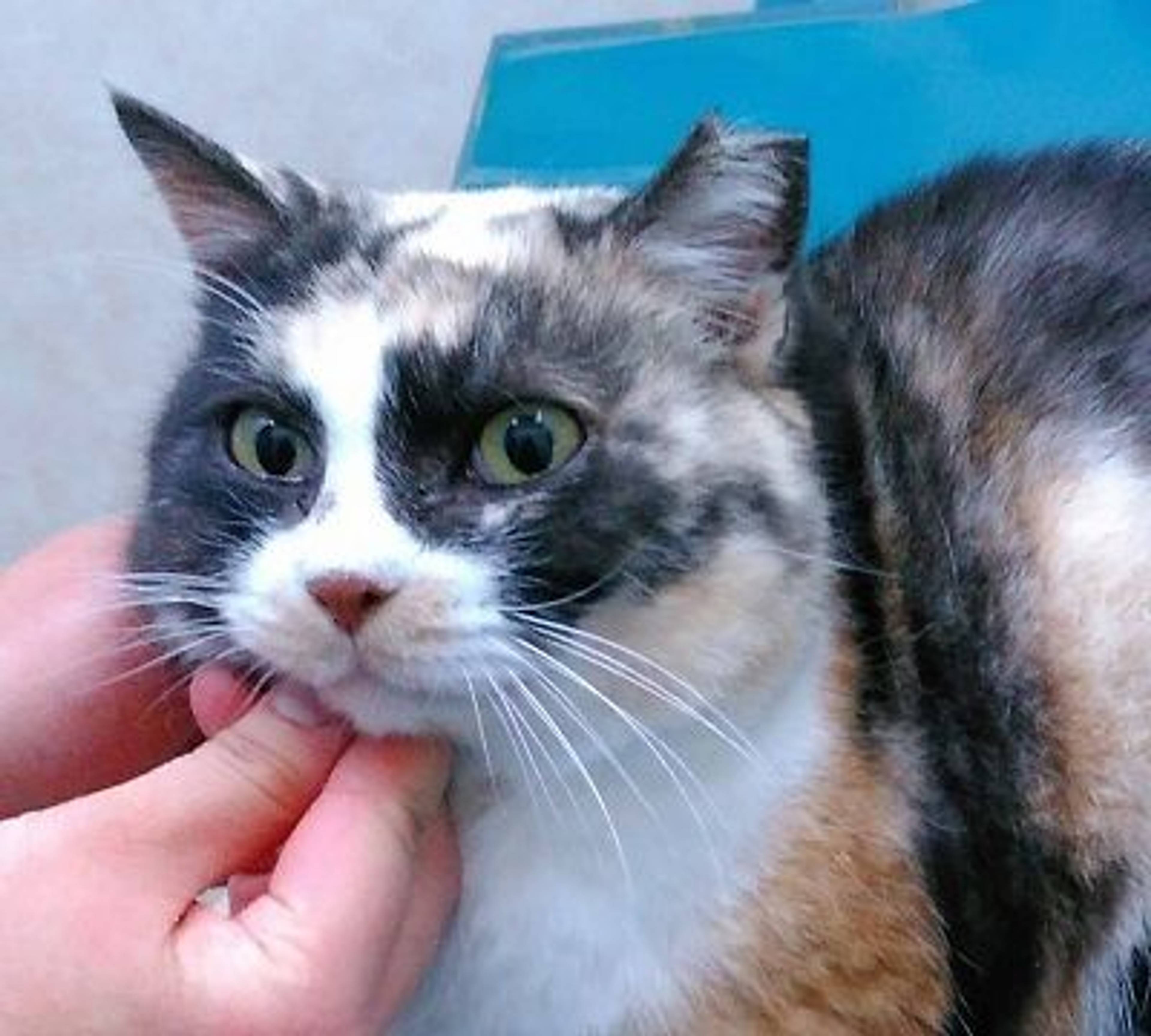 雑種（ミックス猫）・メスの里親募集の写真