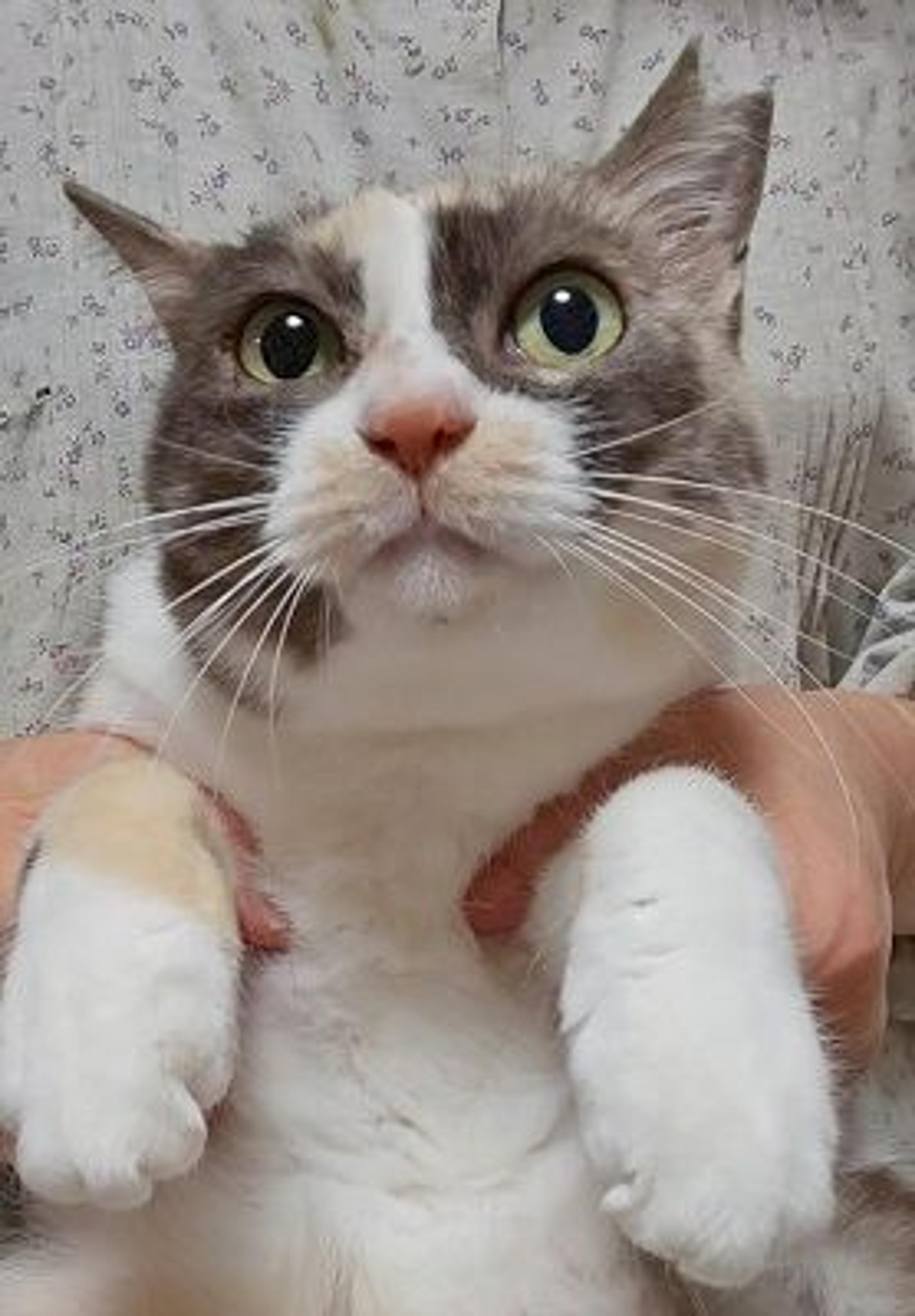 pet-image-2