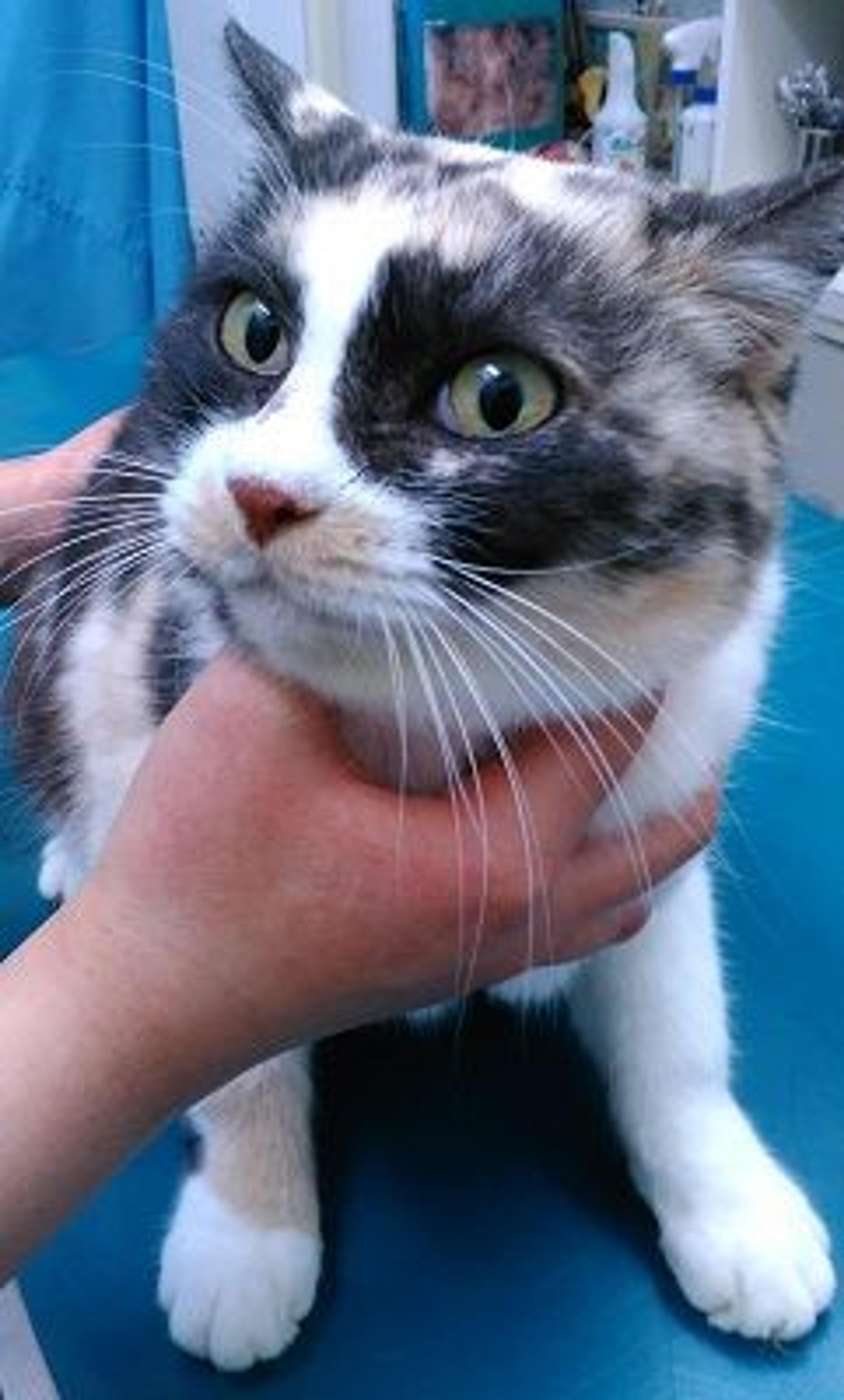 pet-image-3