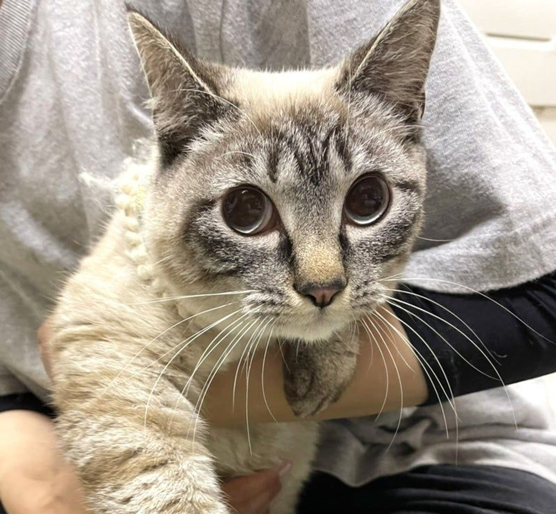 雑種（ミックス猫）・オスの里親募集の写真