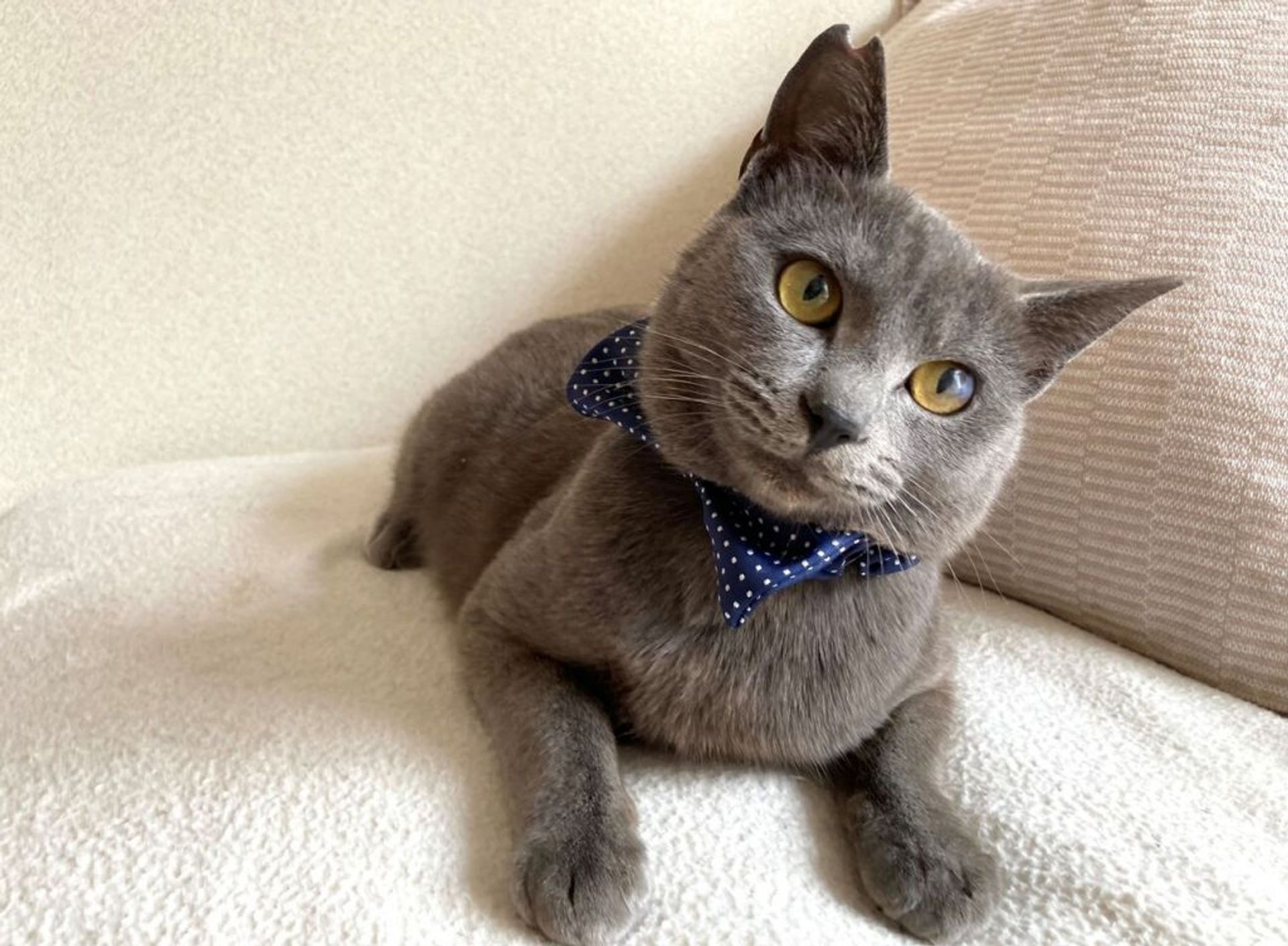 雑種（ミックス猫）・オスの里親募集の写真