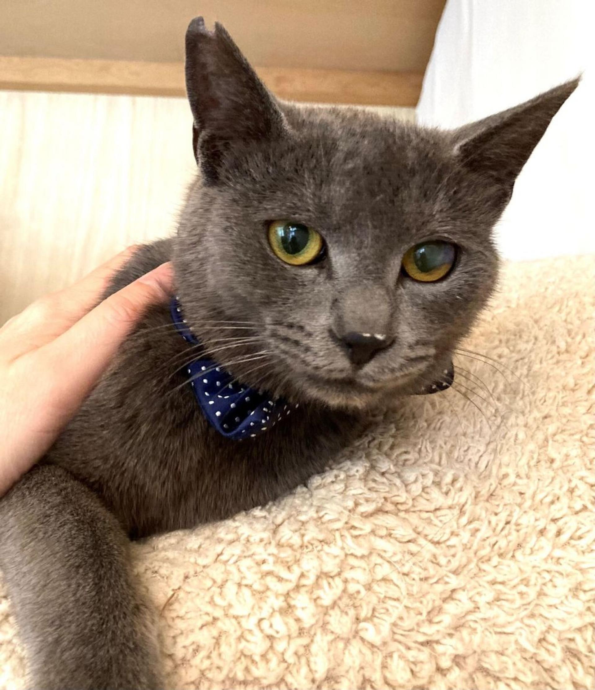 pet-image-2