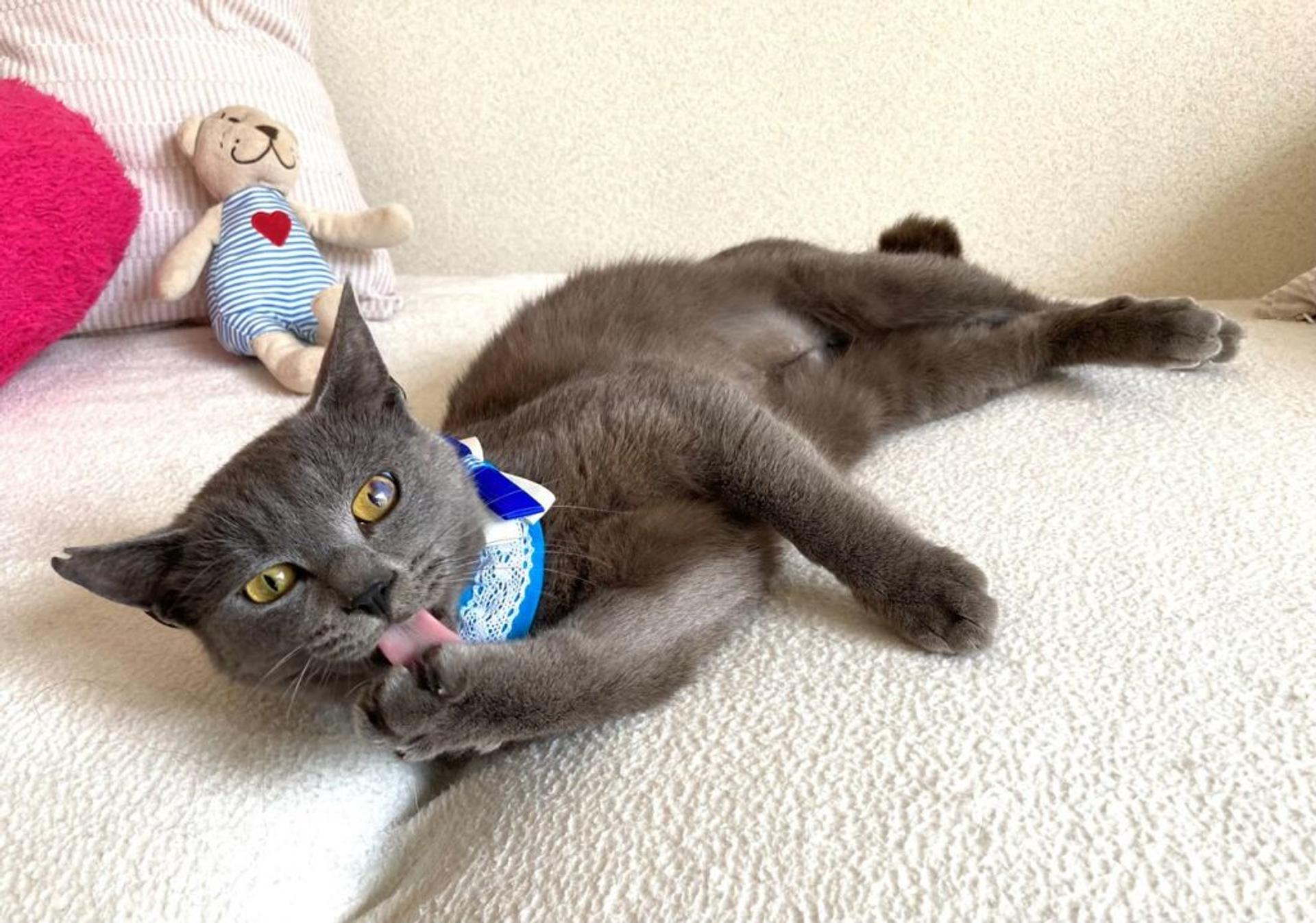 pet-image-3