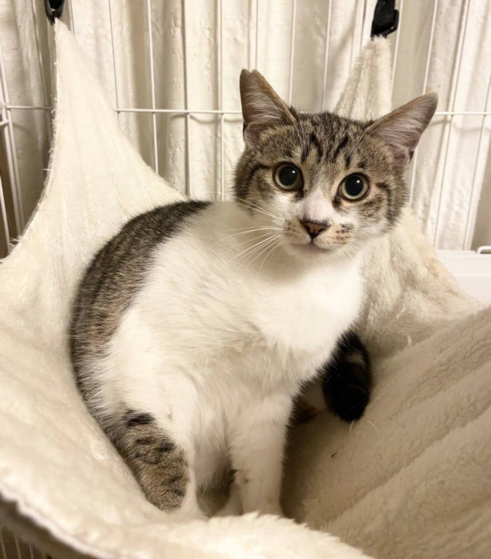 雑種（ミックス猫）・オスの里親募集の写真