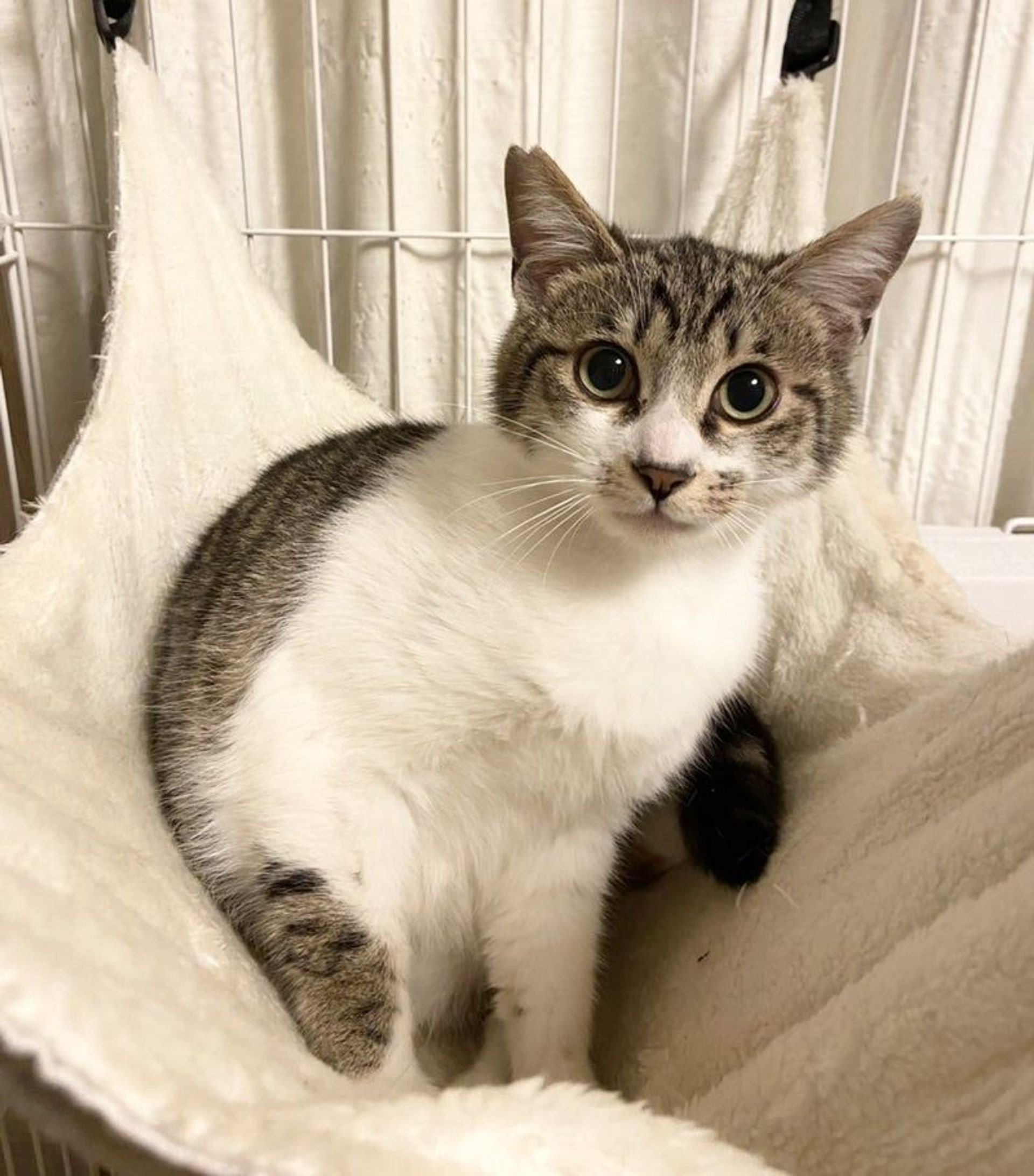 雑種（ミックス猫）・オスの里親募集の写真