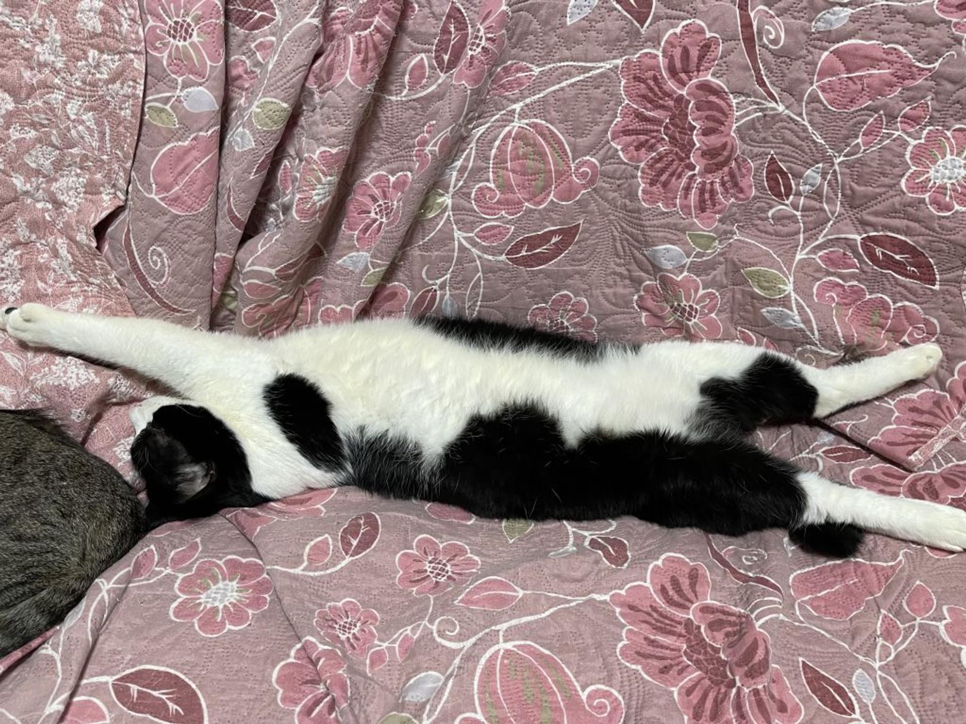 pet-image-3