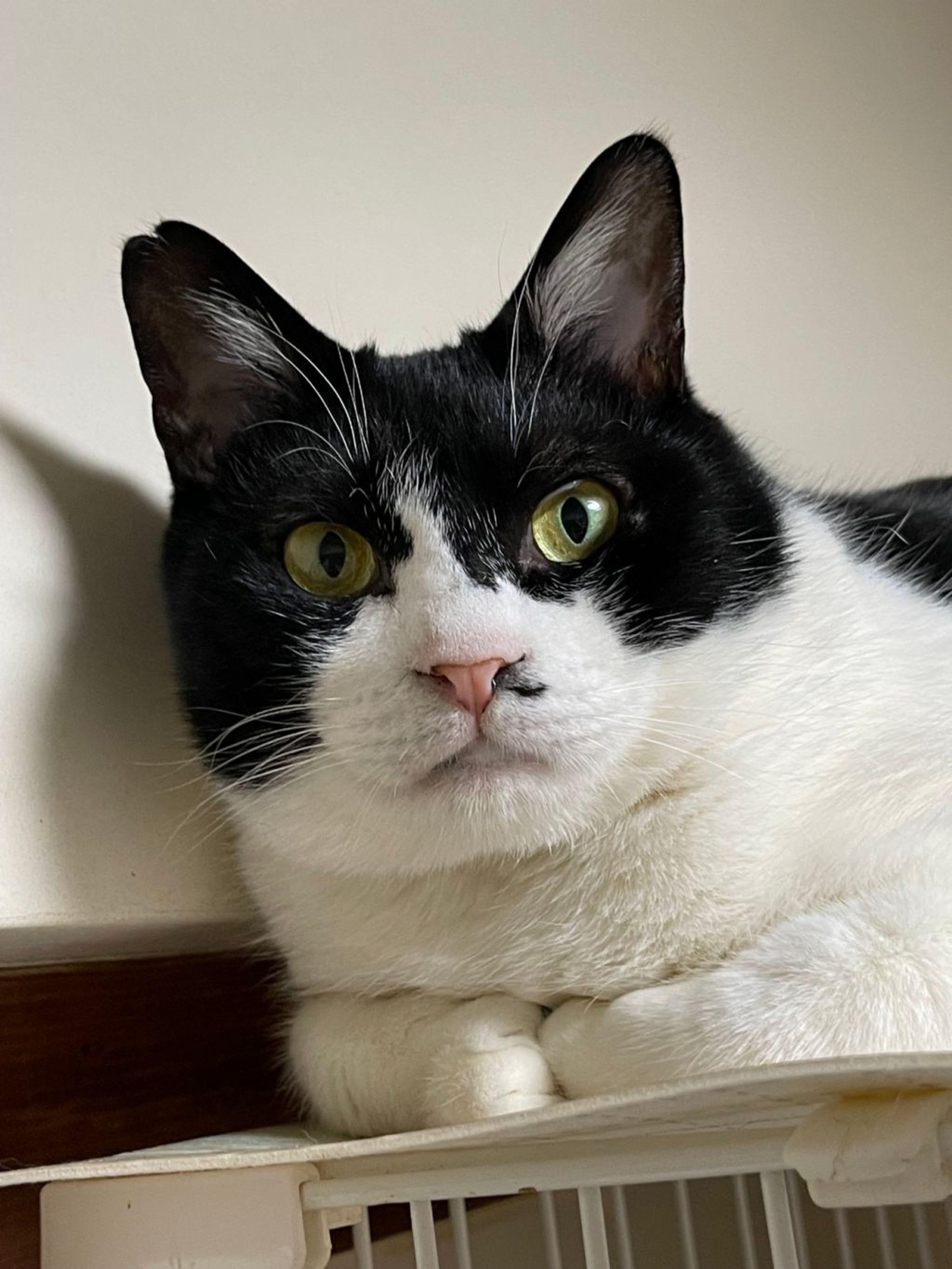 pet-image-5