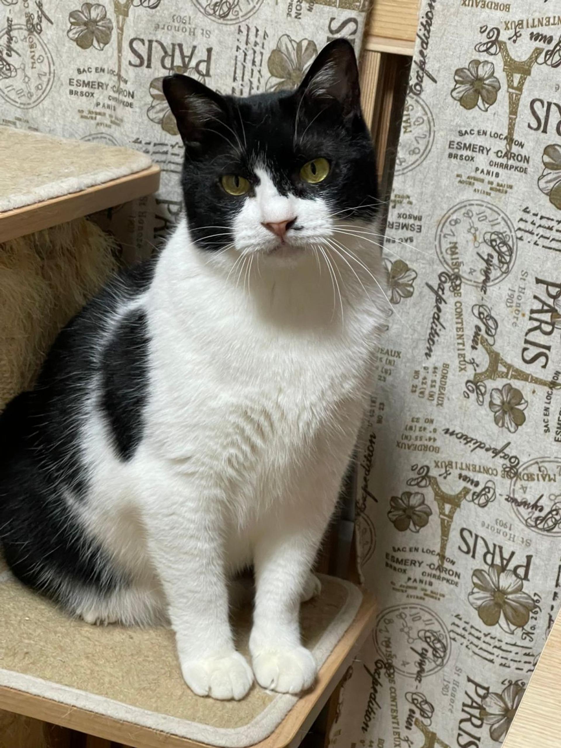 pet-image-4