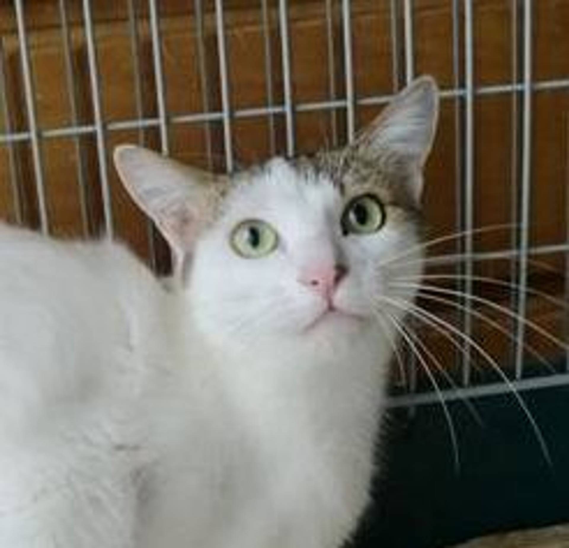 雑種（ミックス猫）・メスの里親募集の写真