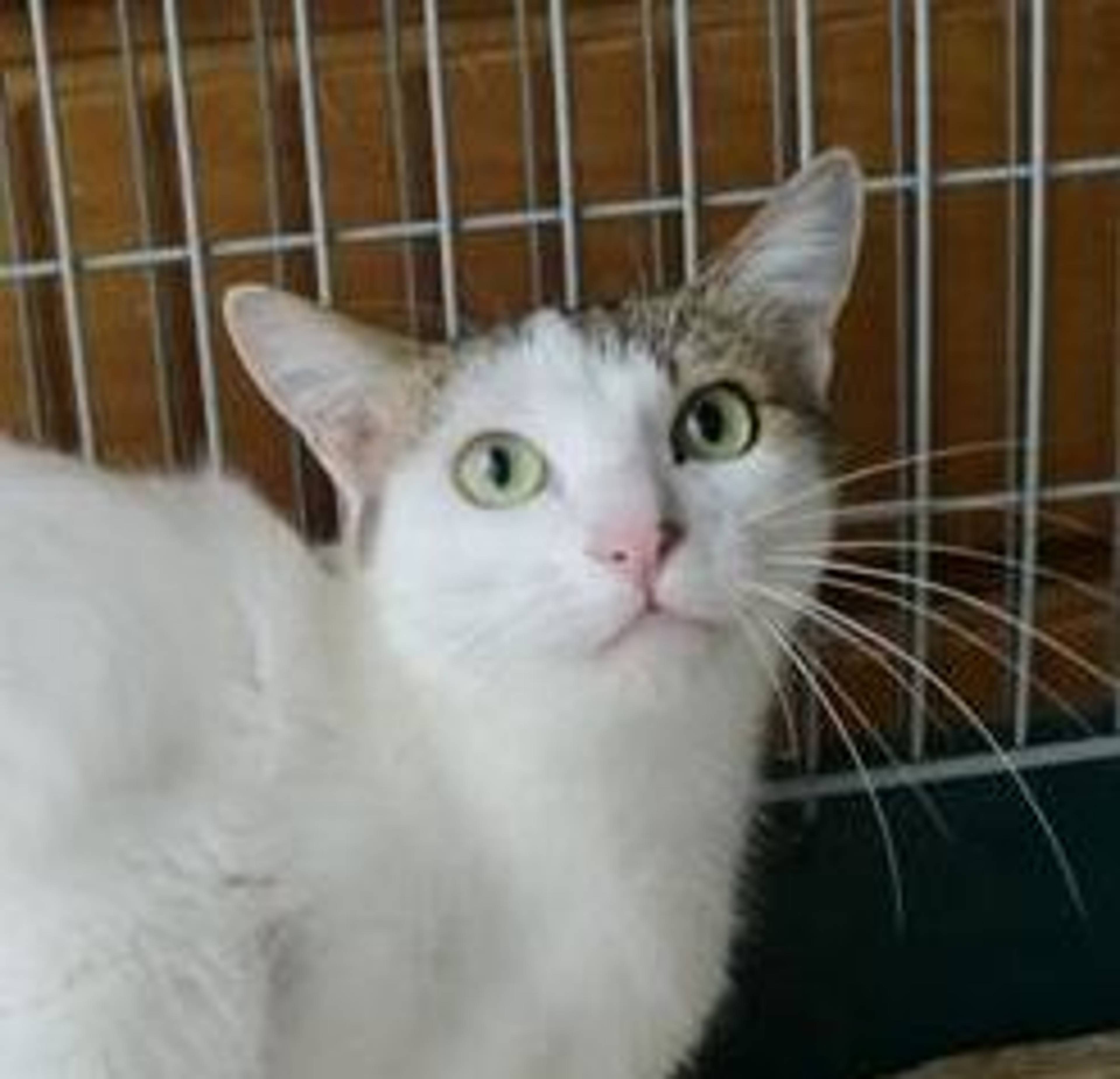 雑種（ミックス猫）・メスの里親募集の写真