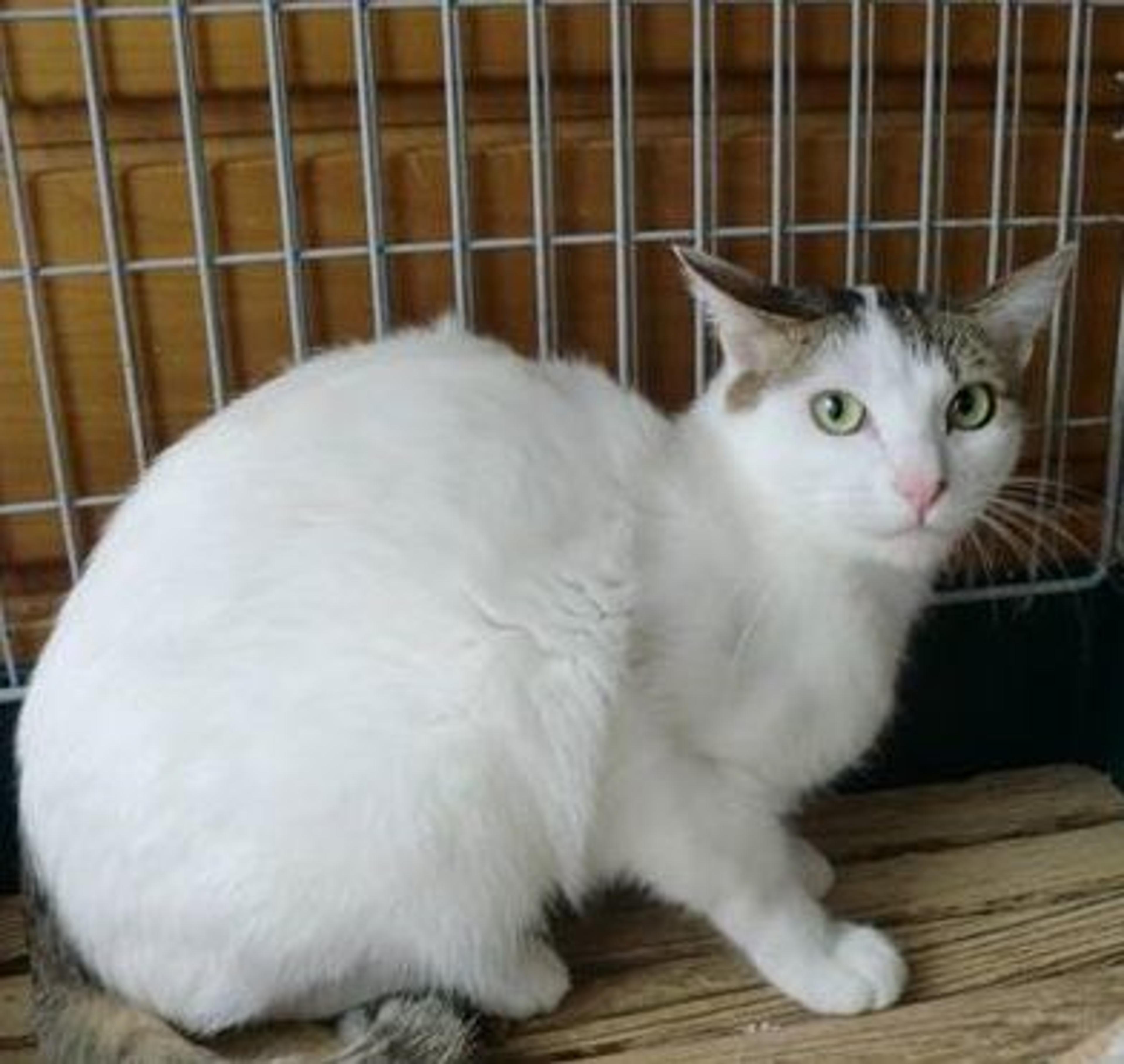 pet-image-2