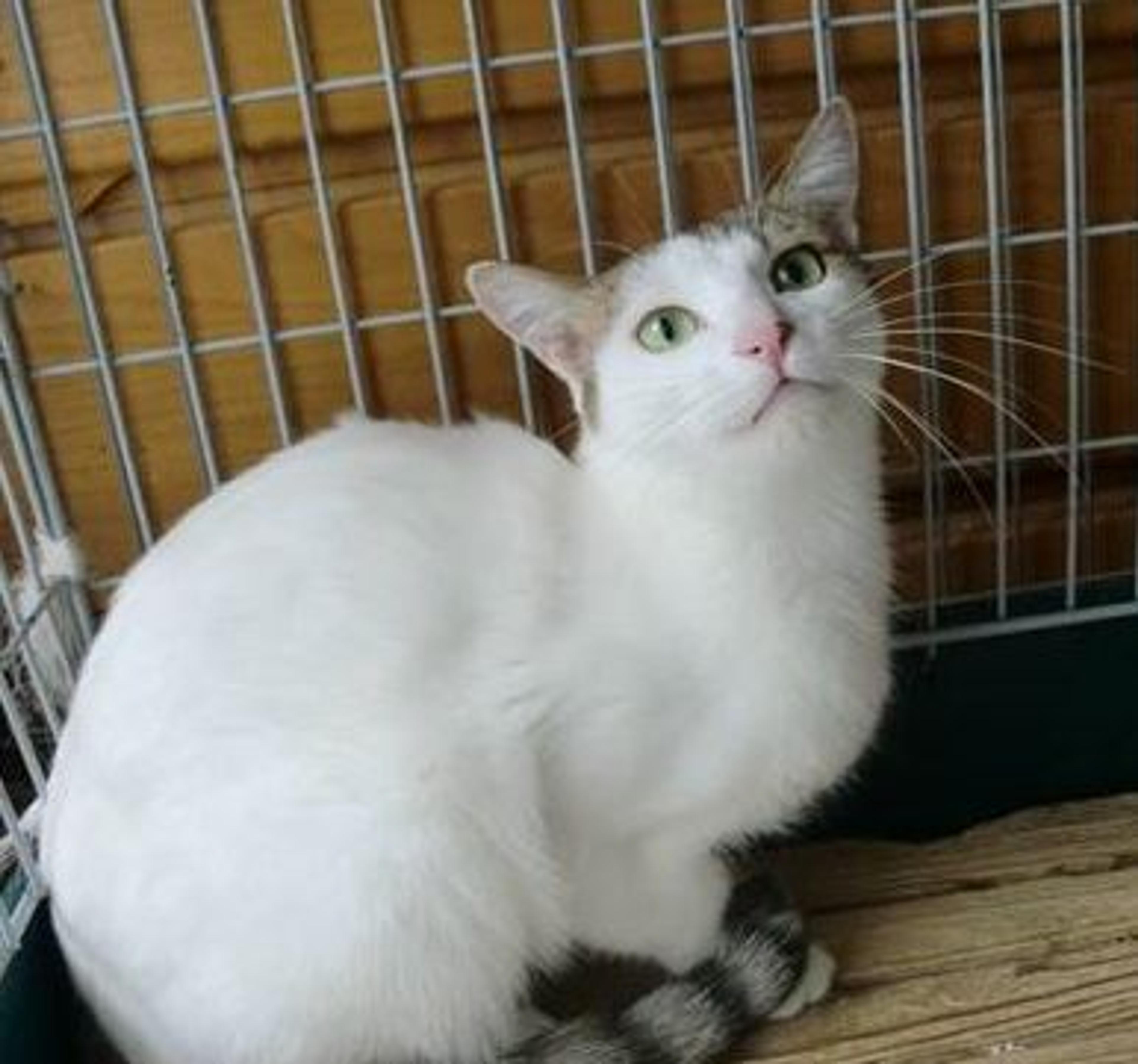pet-image-3