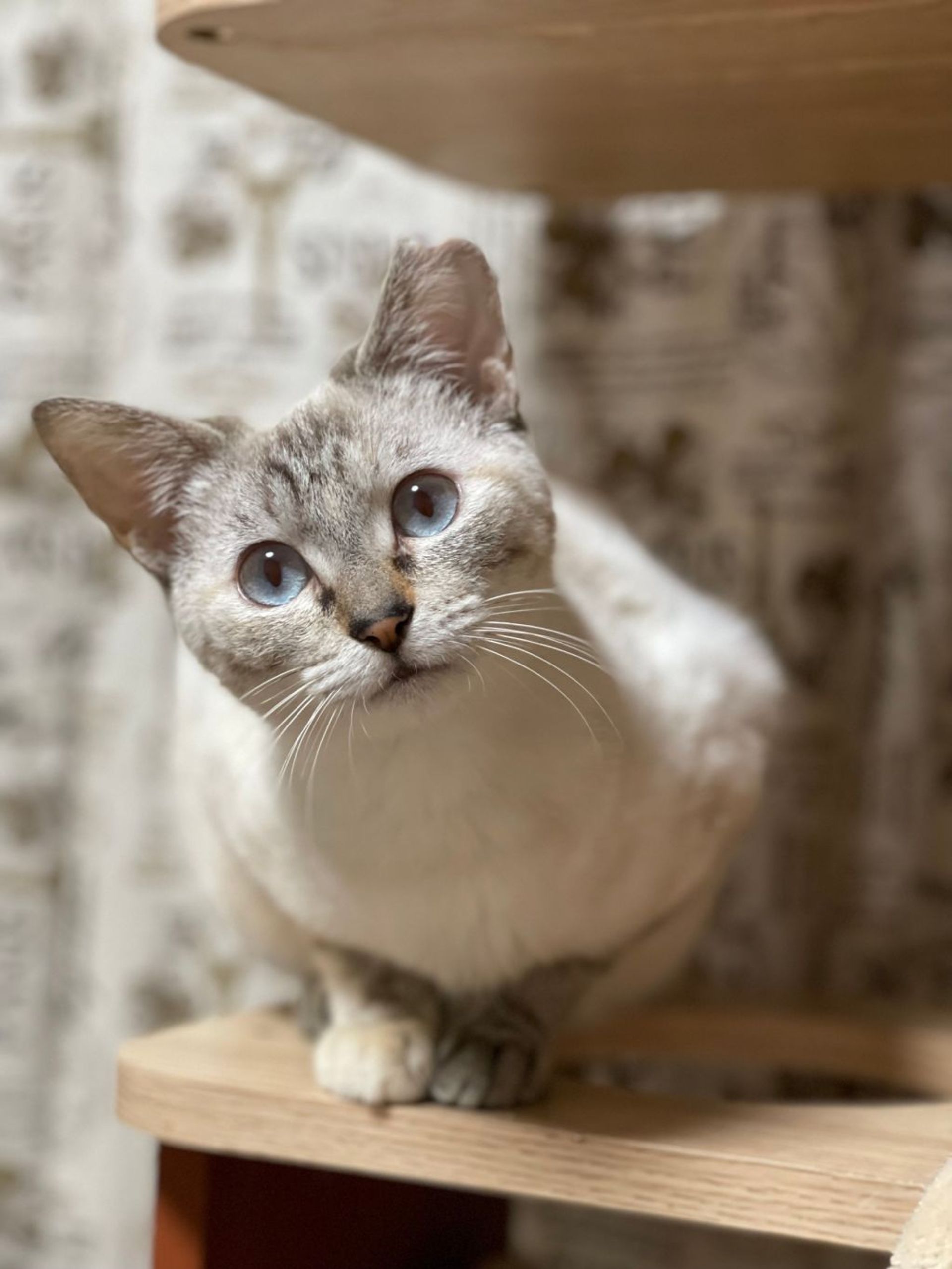 雑種（ミックス猫）・メスの里親募集の写真