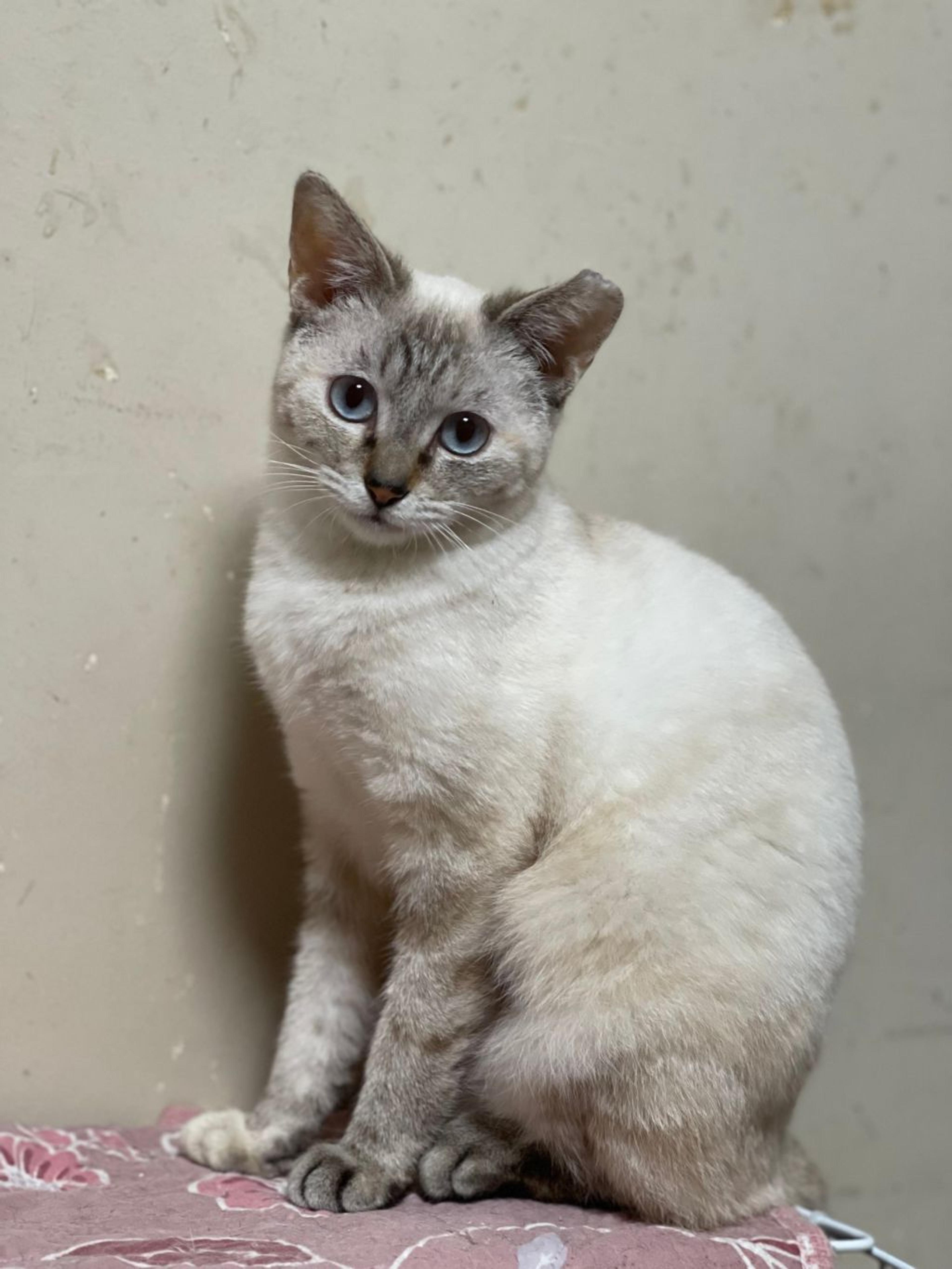 pet-image-3