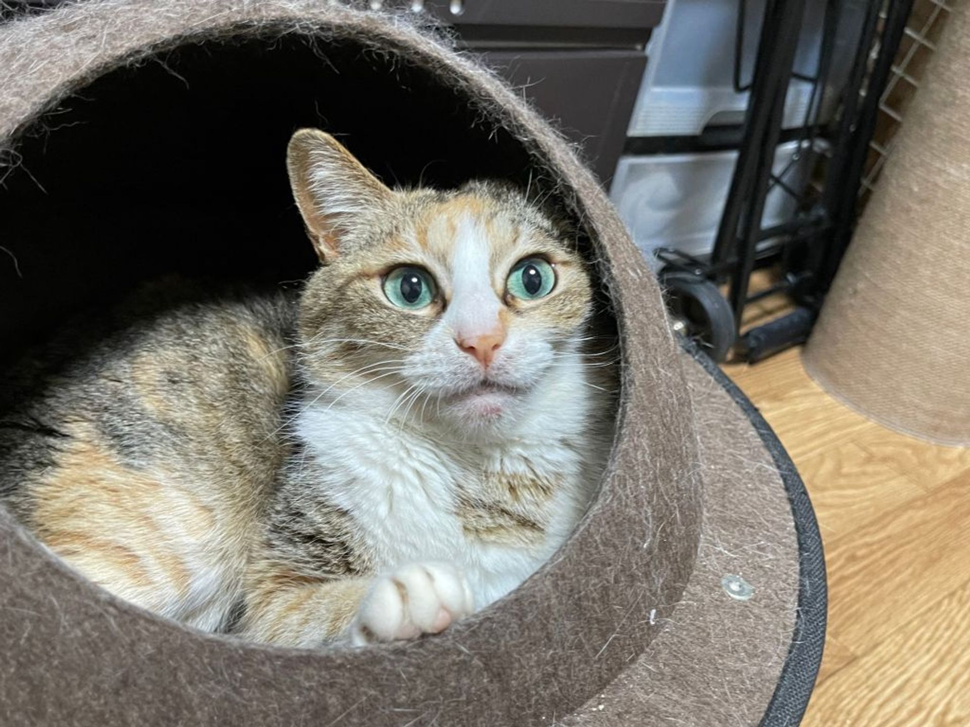雑種（ミックス猫）・メスの里親募集の写真
