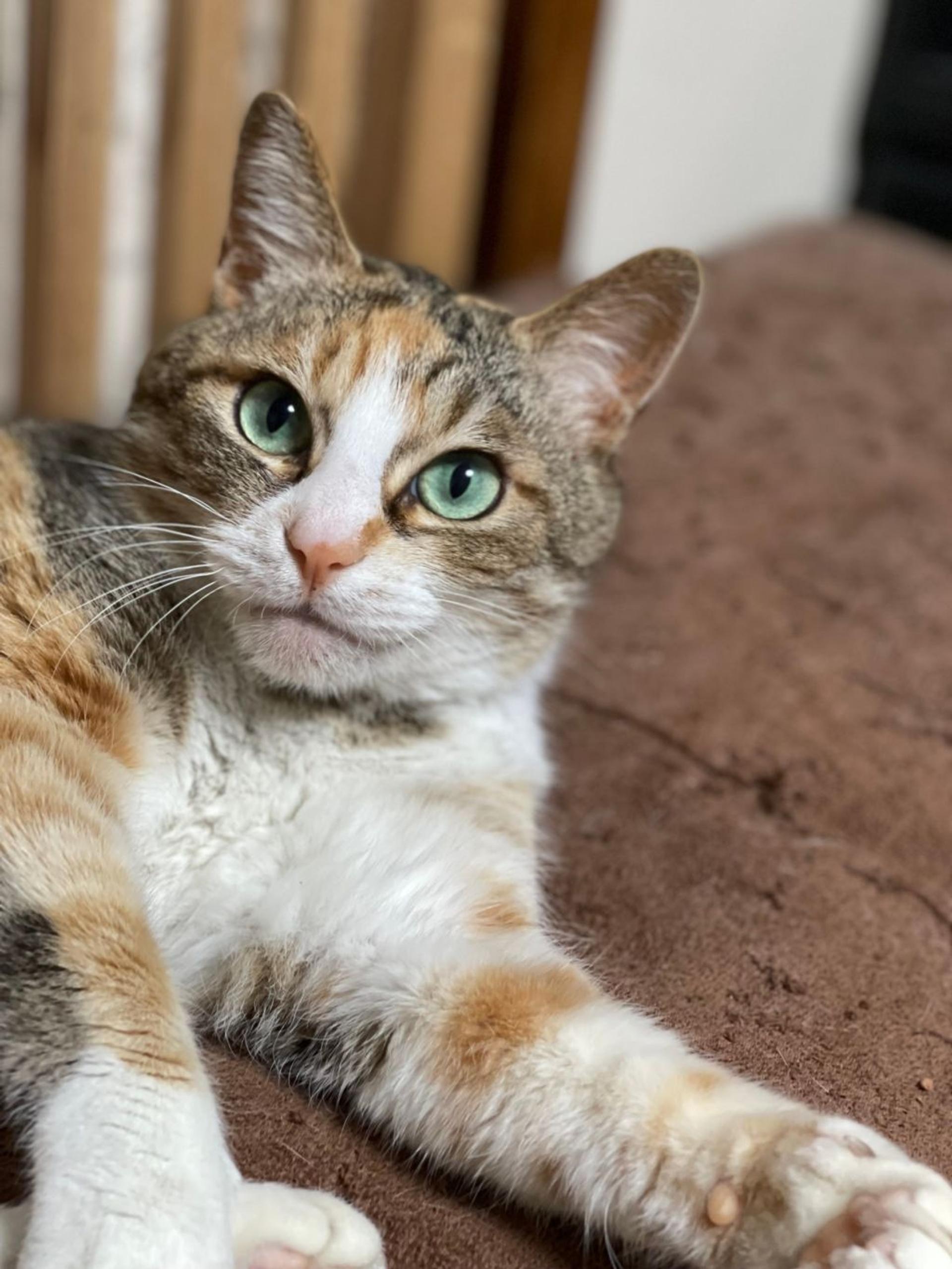 pet-image-3