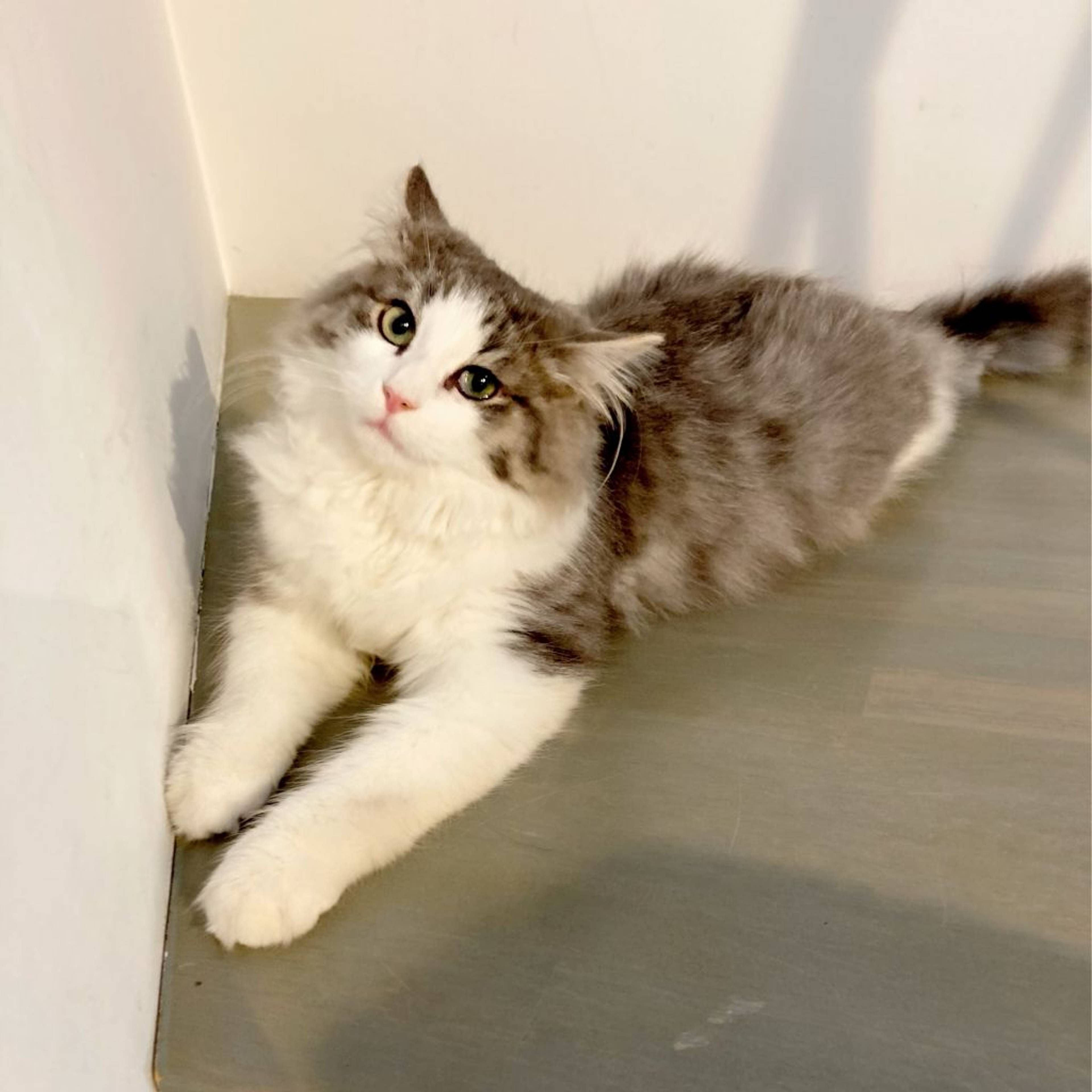 ノルウェージャンフォレストキャット・オスの里親募集の写真