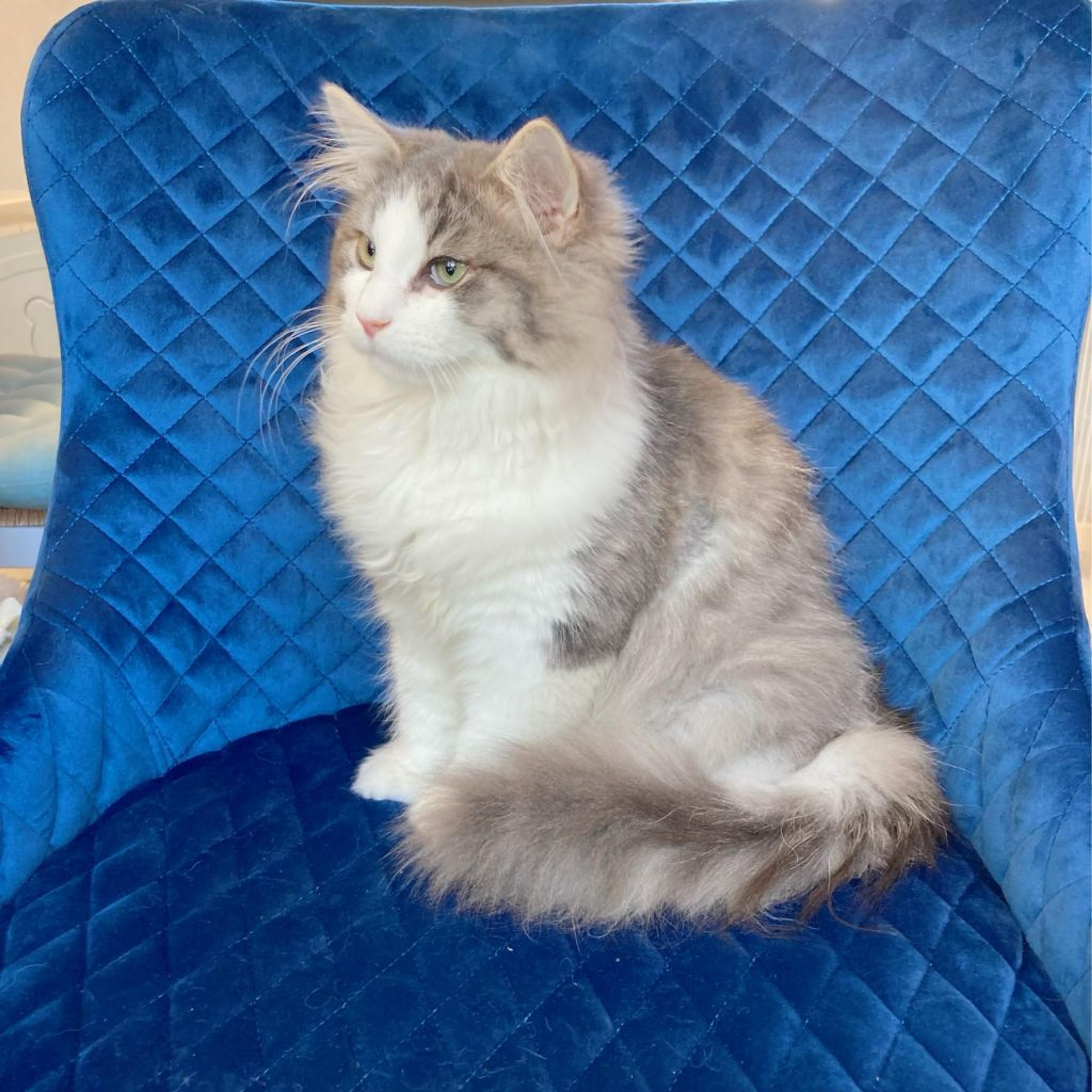 pet-image-2