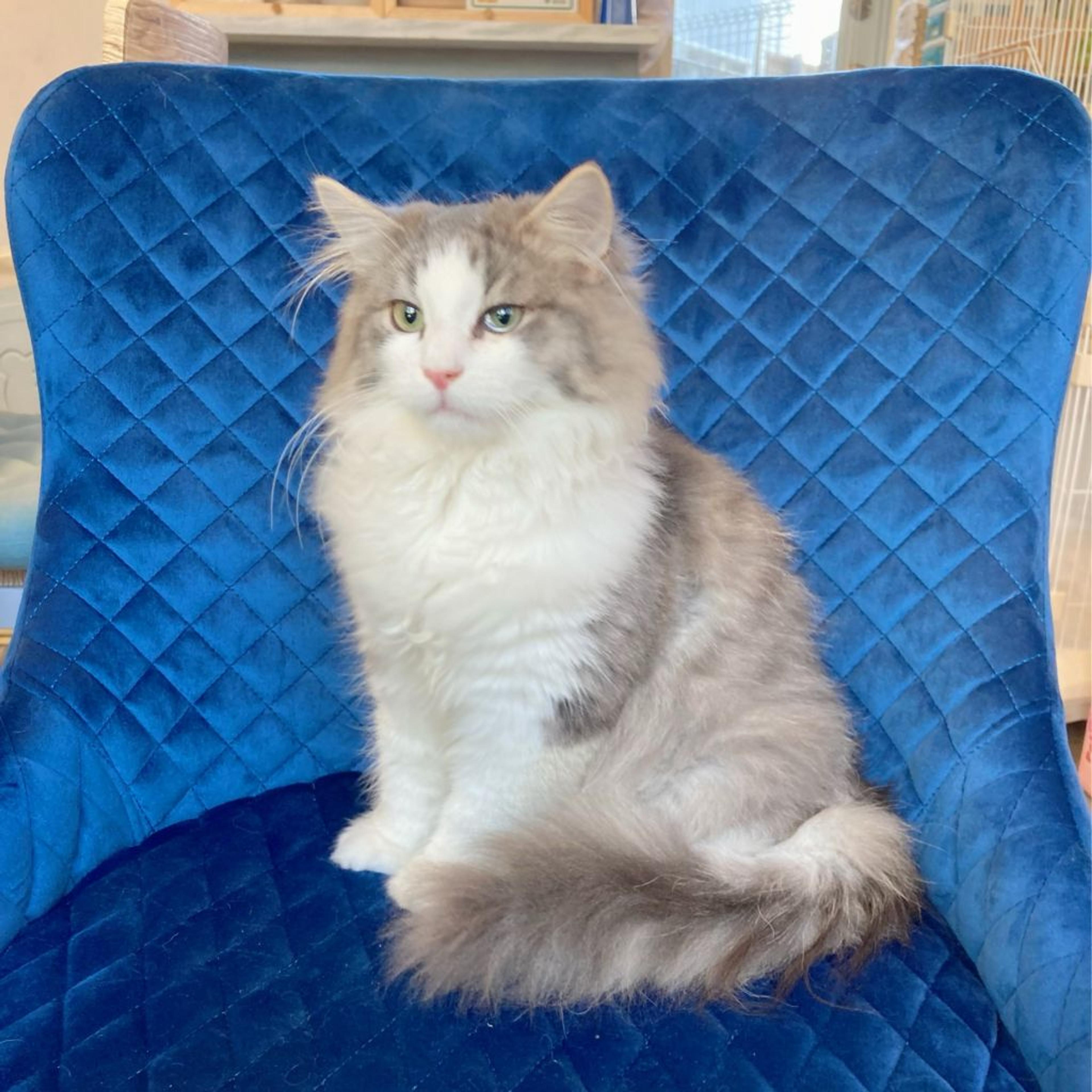 pet-image-3