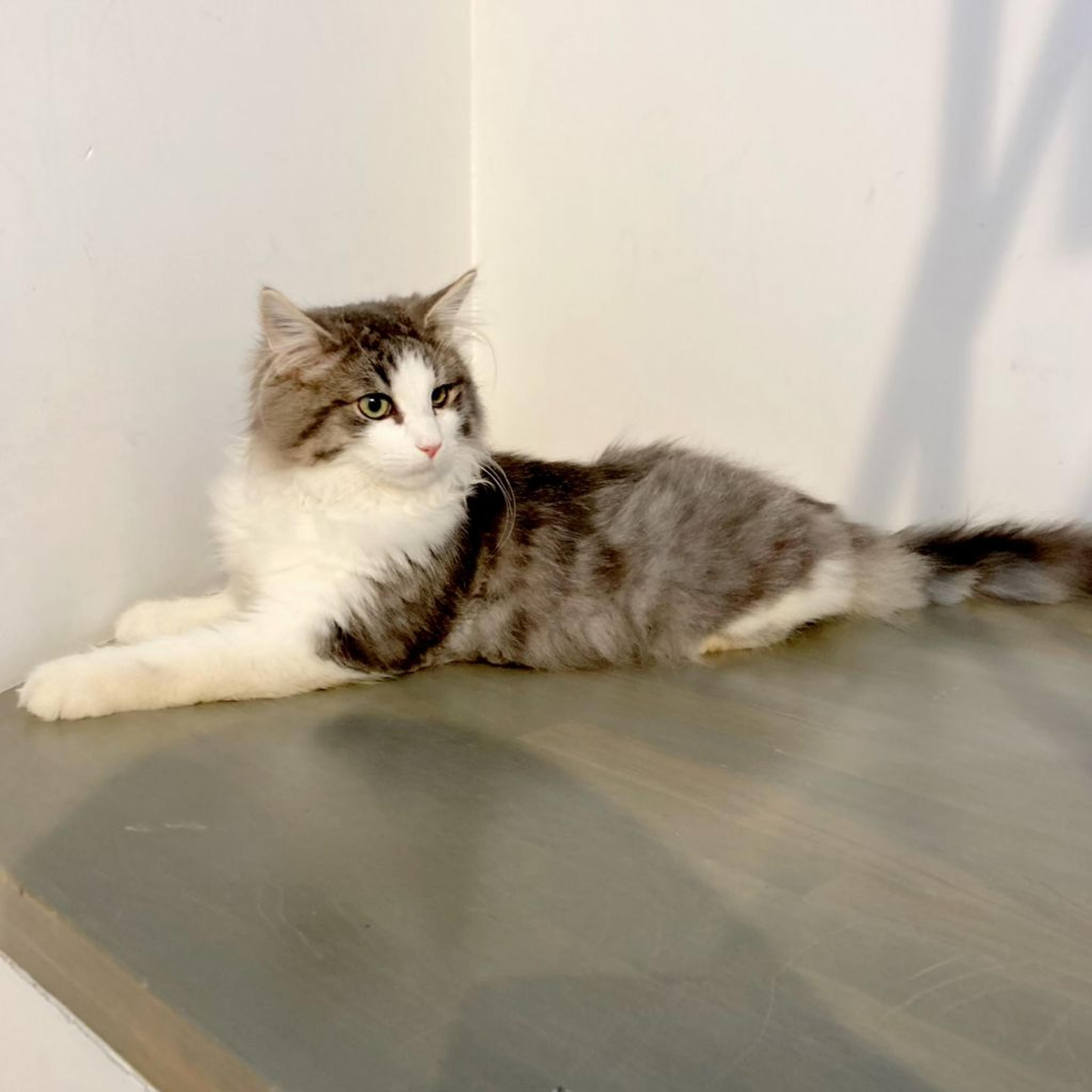 pet-image-4