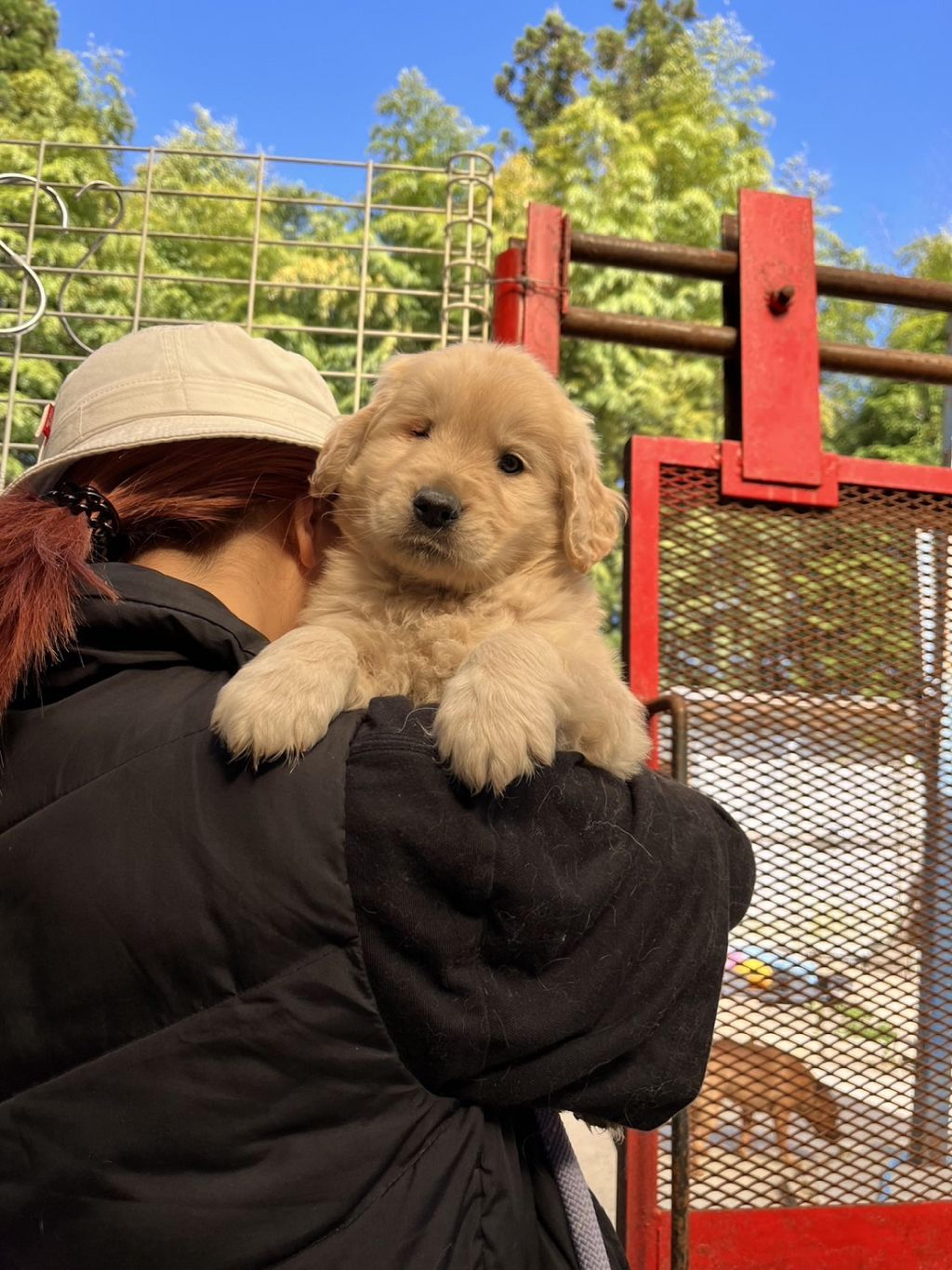 pet-image-3