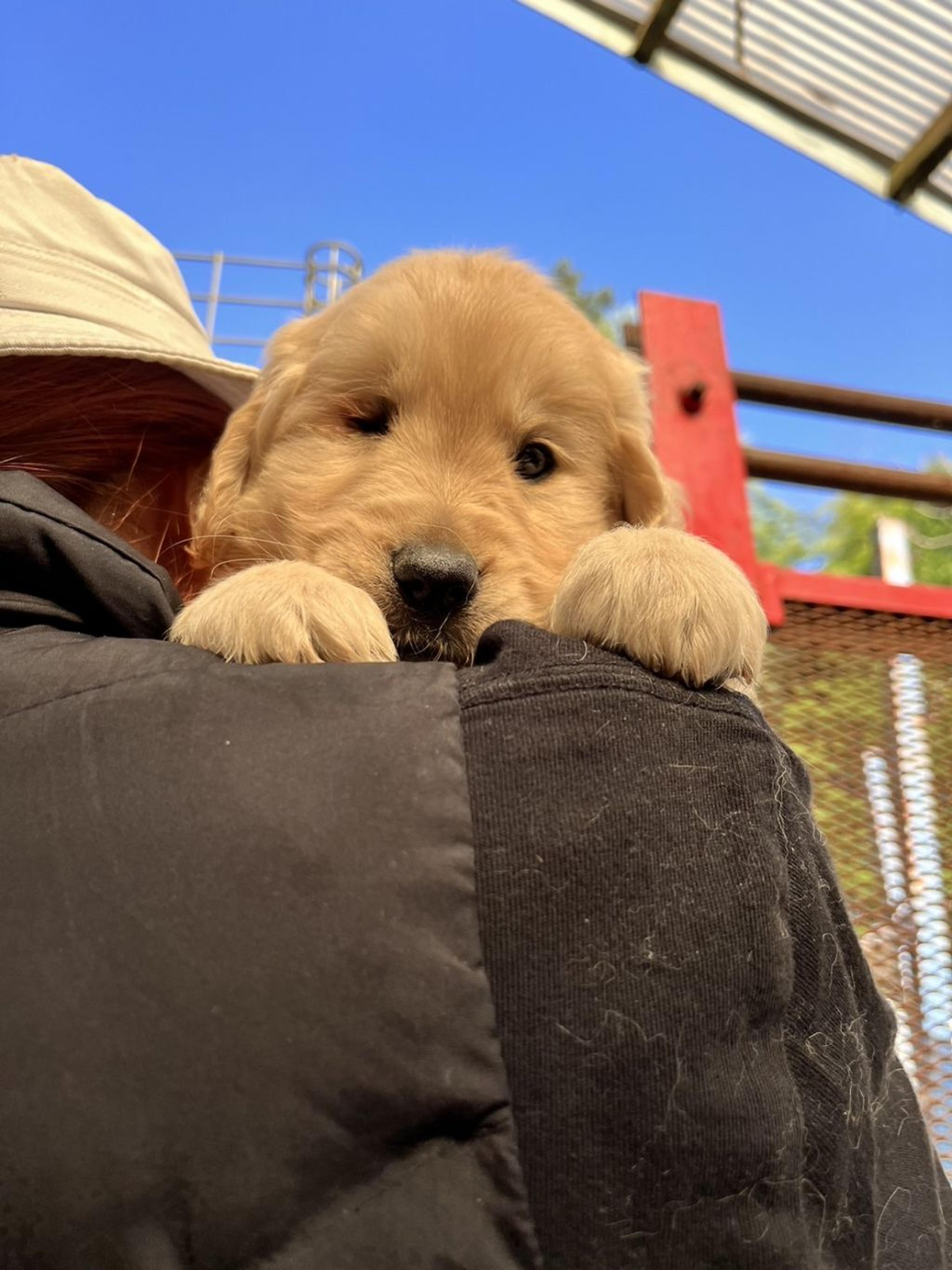 pet-image-4