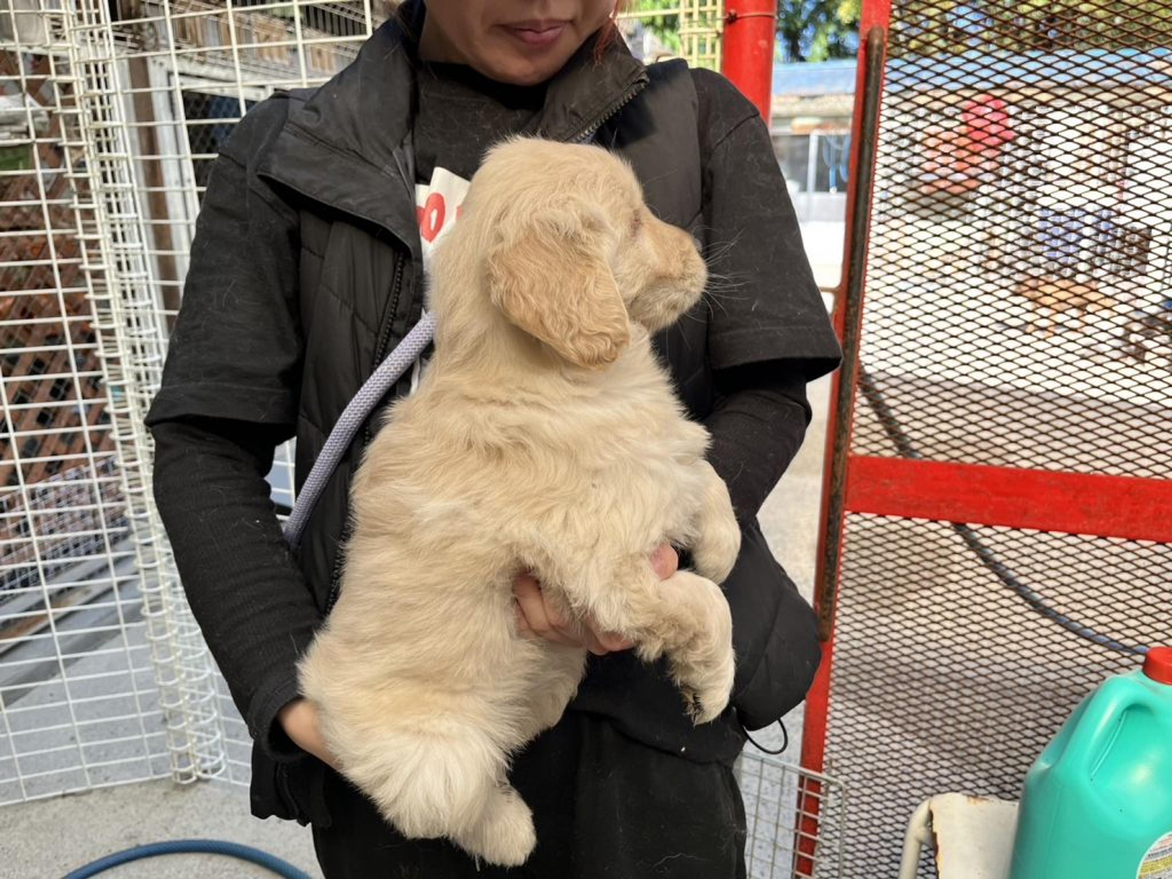 pet-image-5