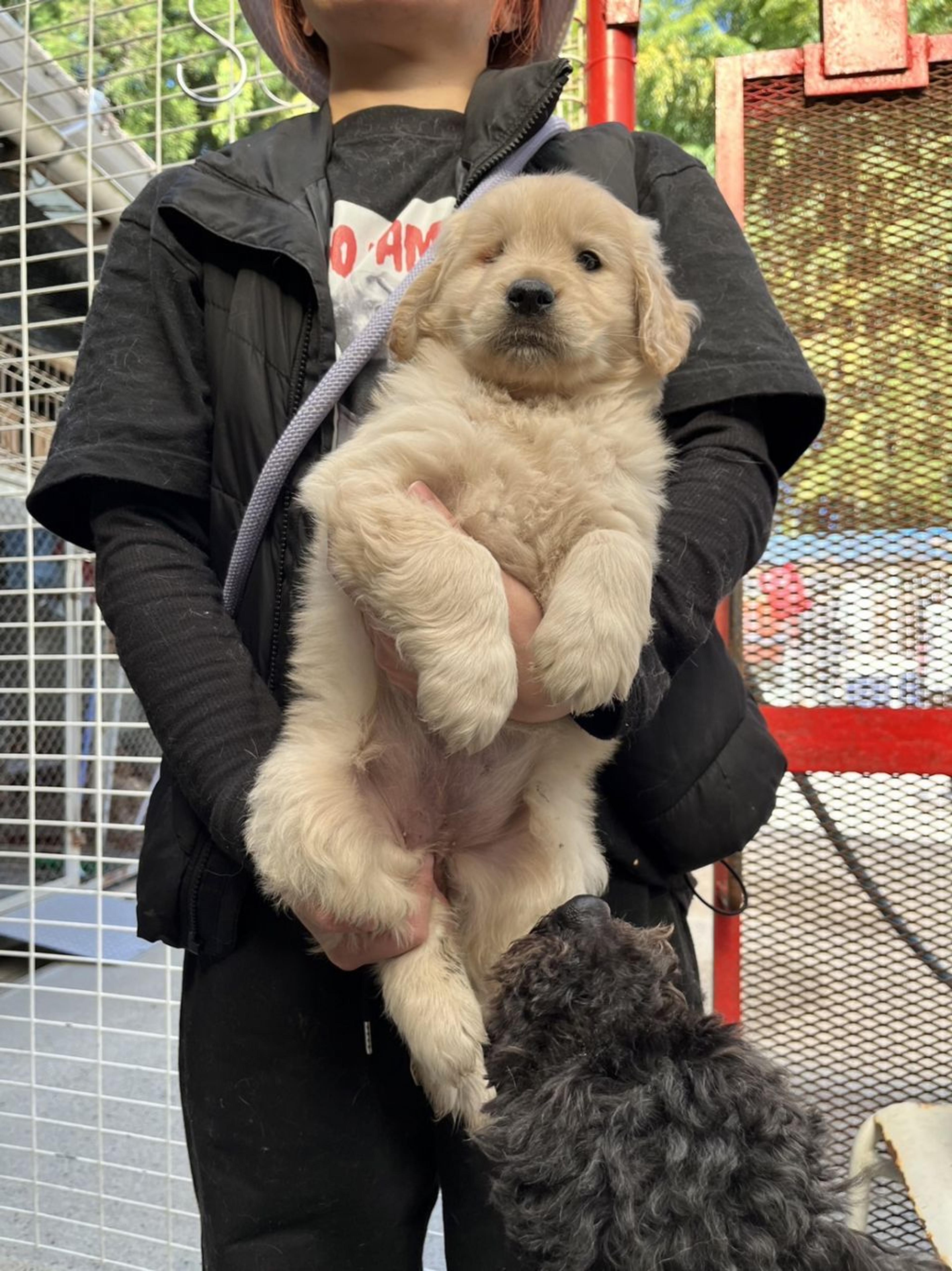 pet-image-6