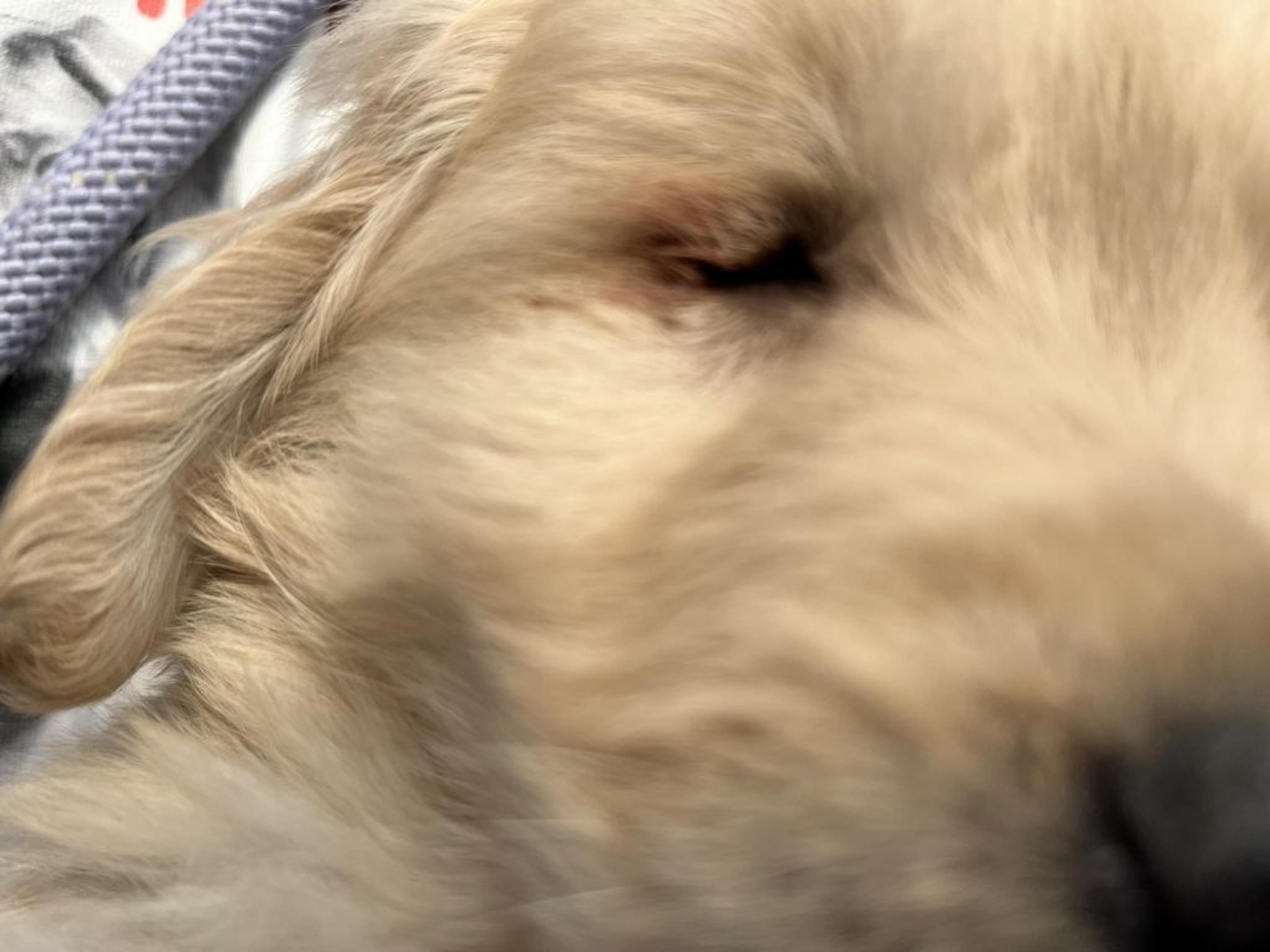 pet-image-7