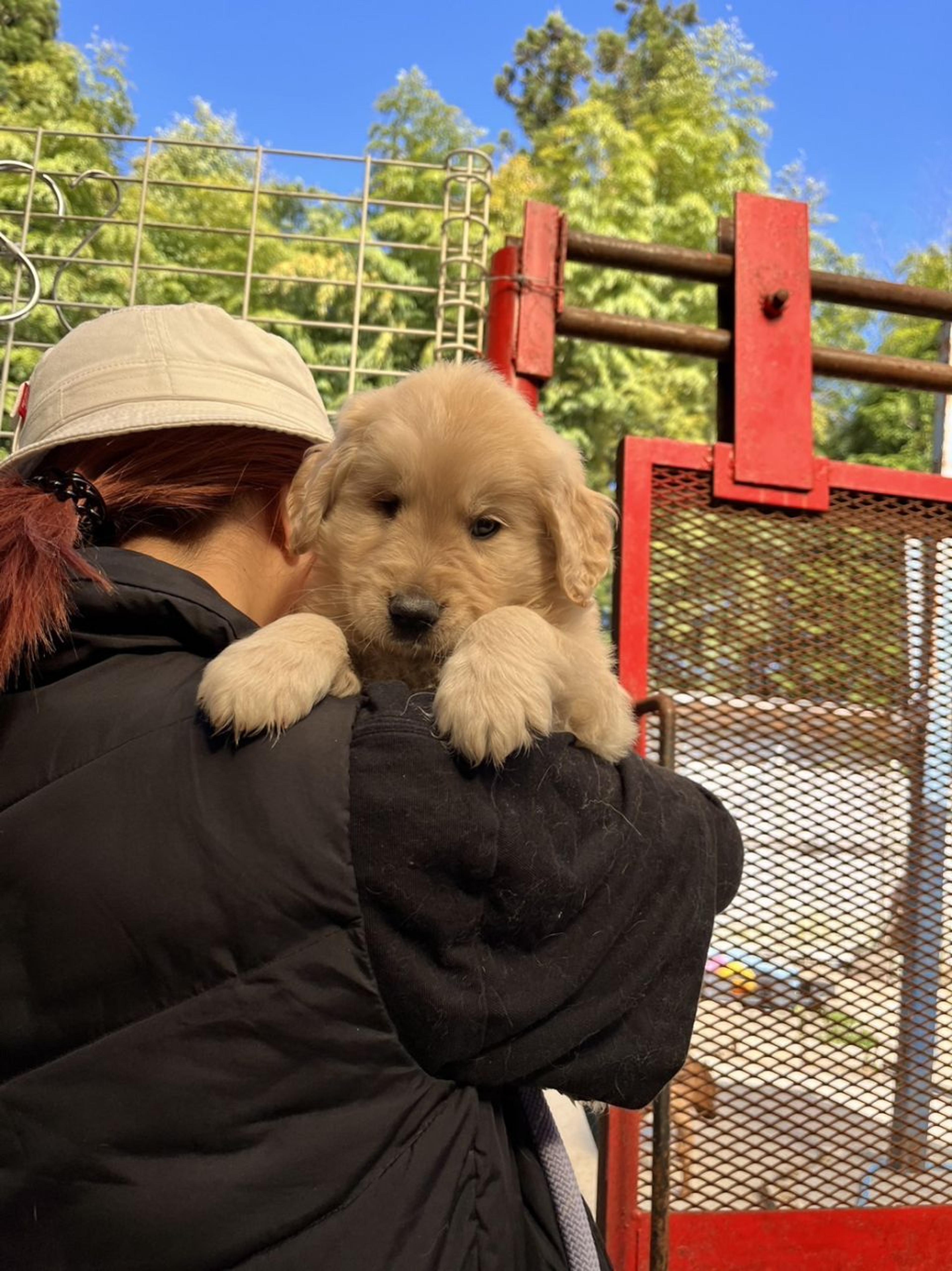 pet-image-8